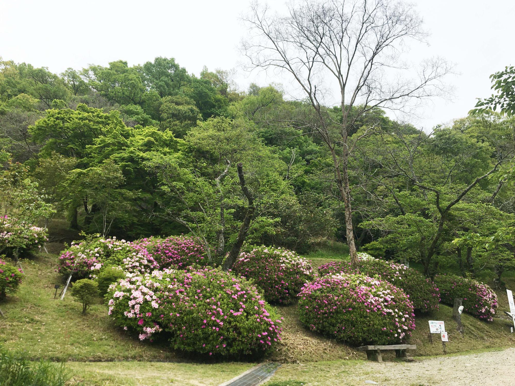 桜広場のツツジ