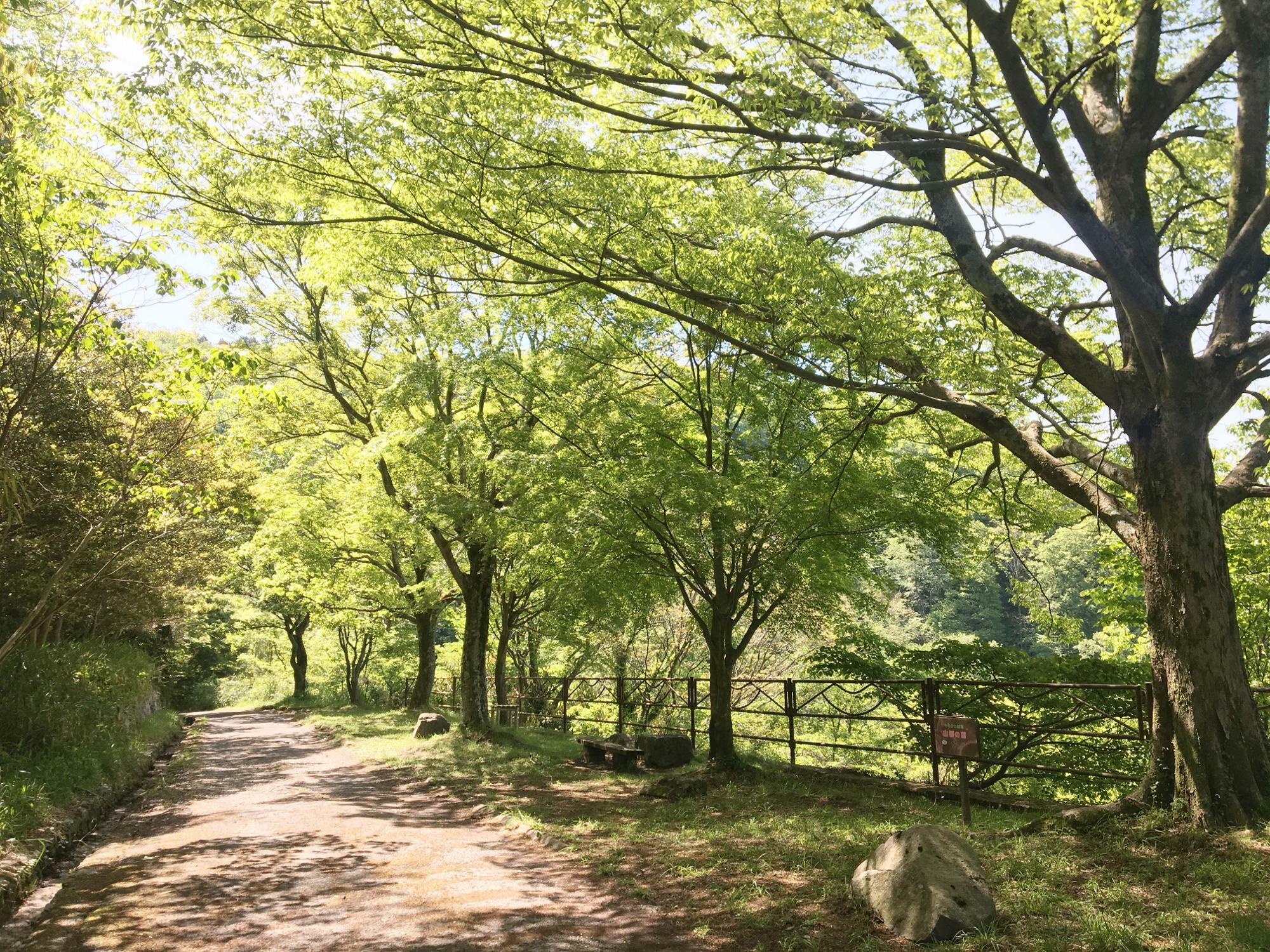 山桜の園