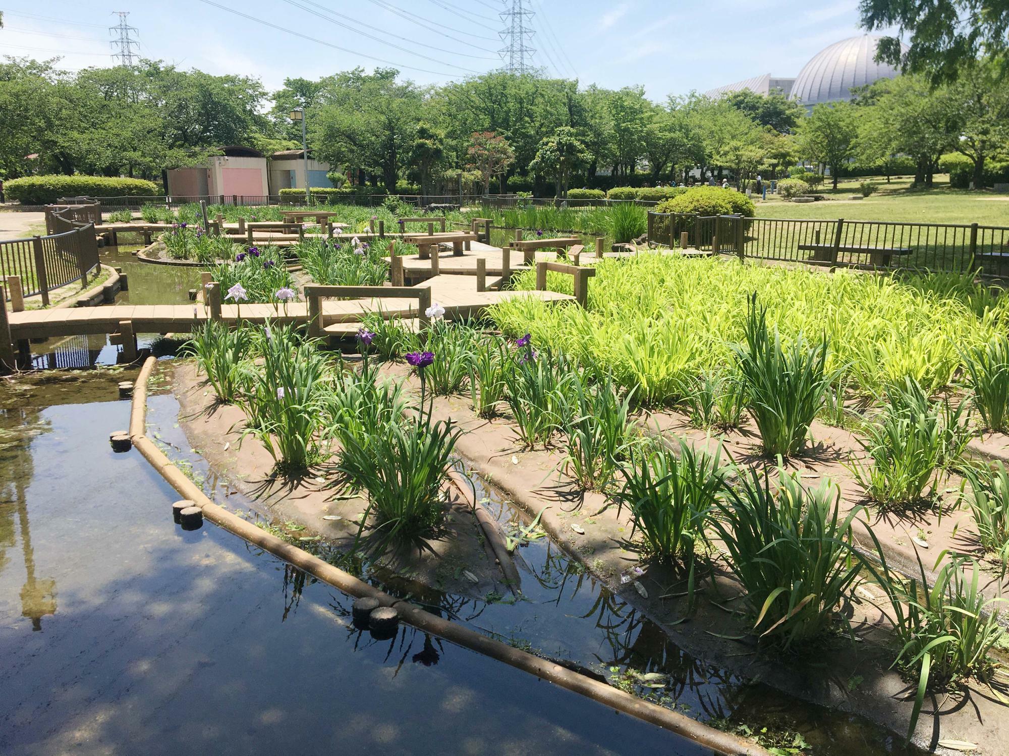 花しょうぶ池　開花の様子