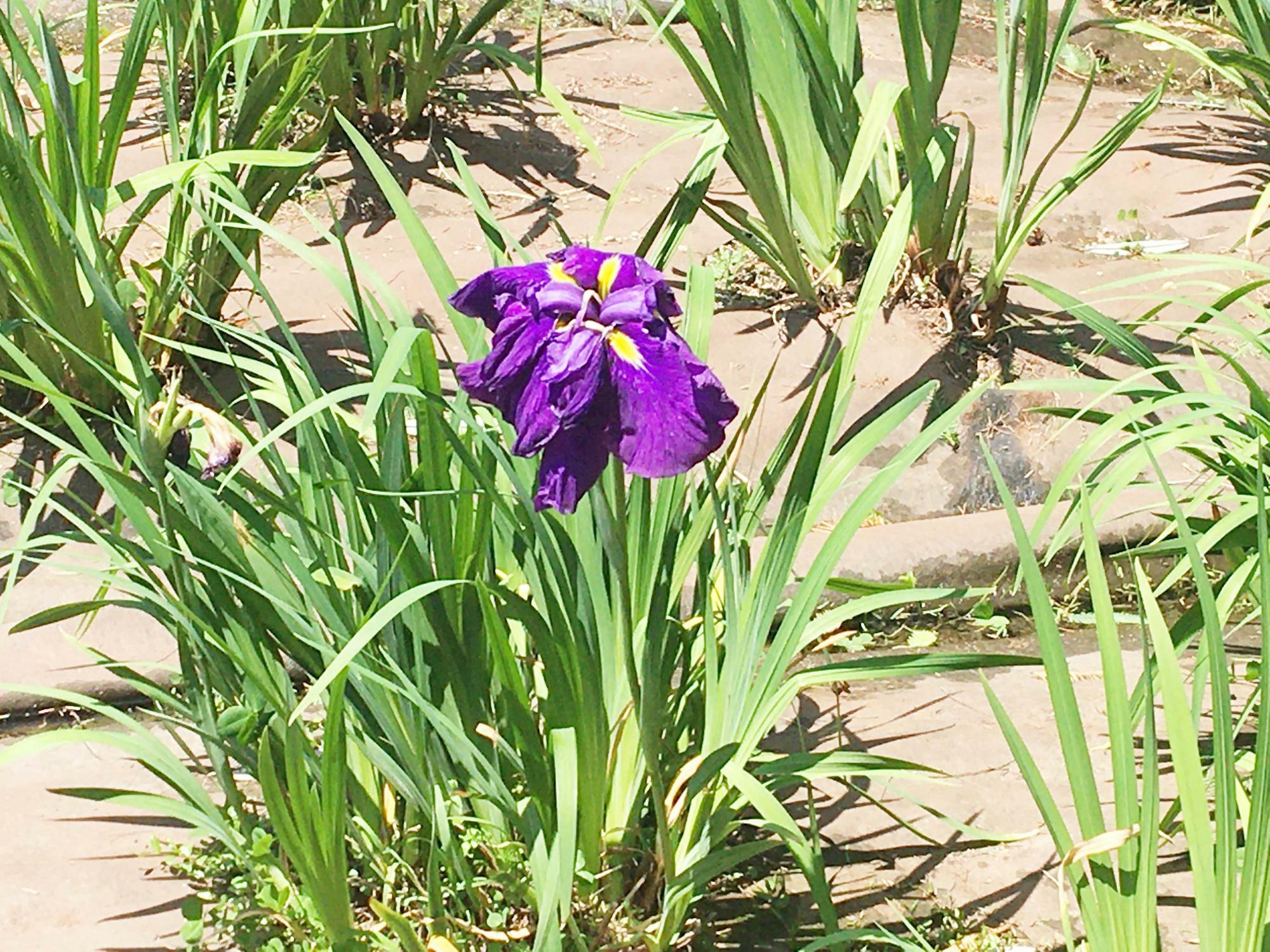 花しょうぶ