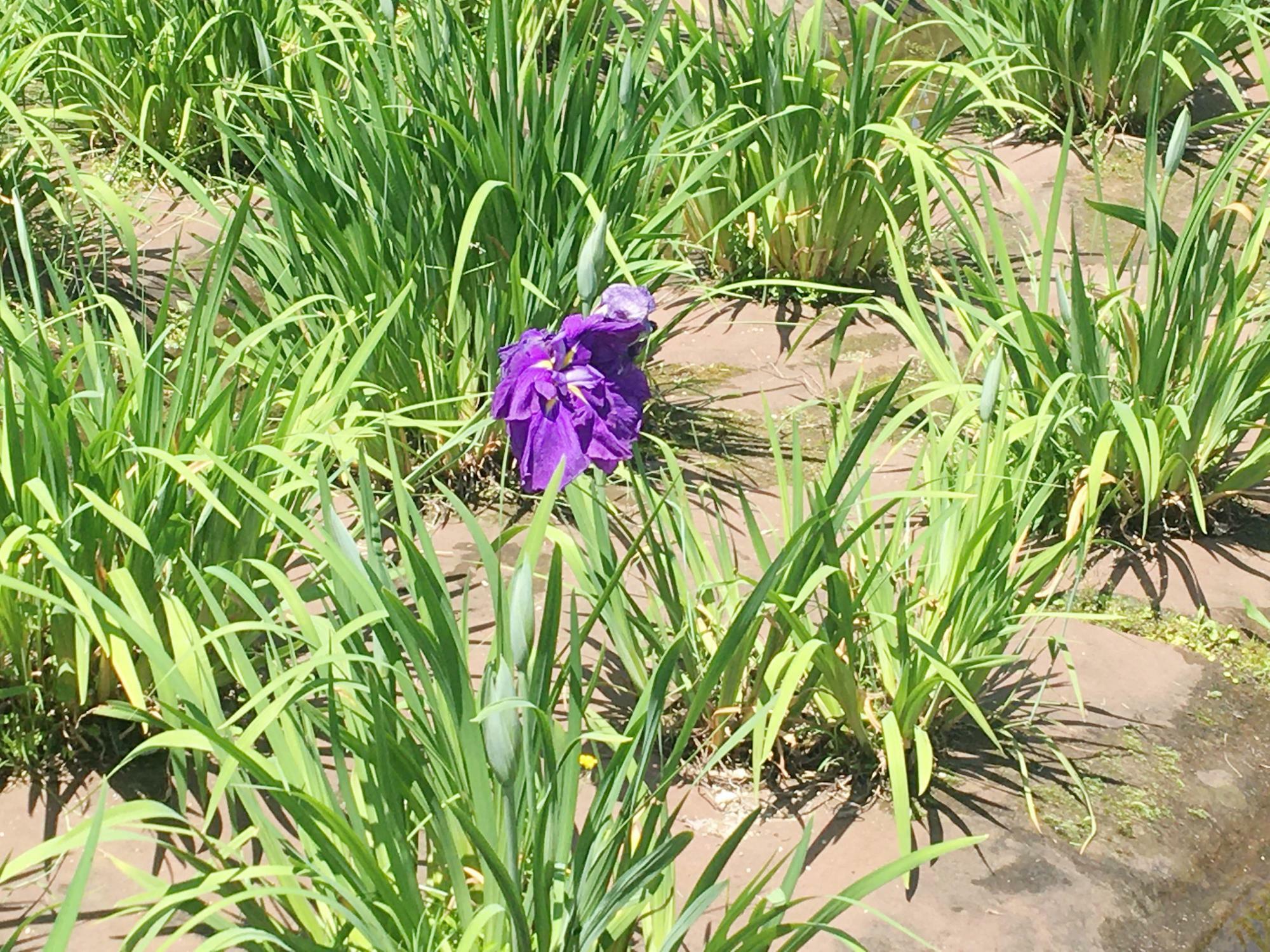 花しょうぶ