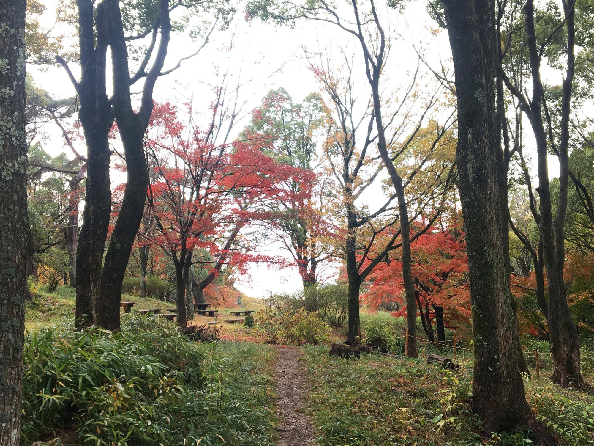 銀樟広場　紅葉