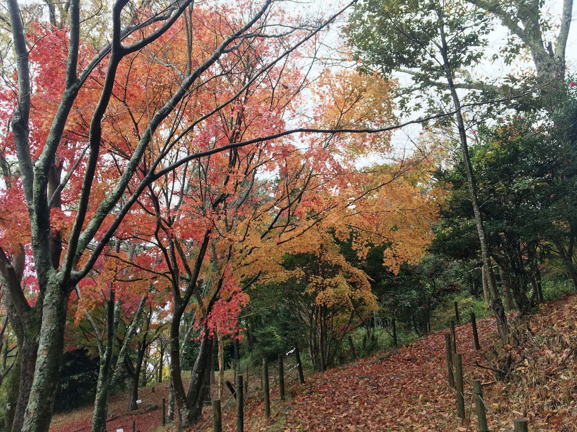 森のレストハウス　紅葉