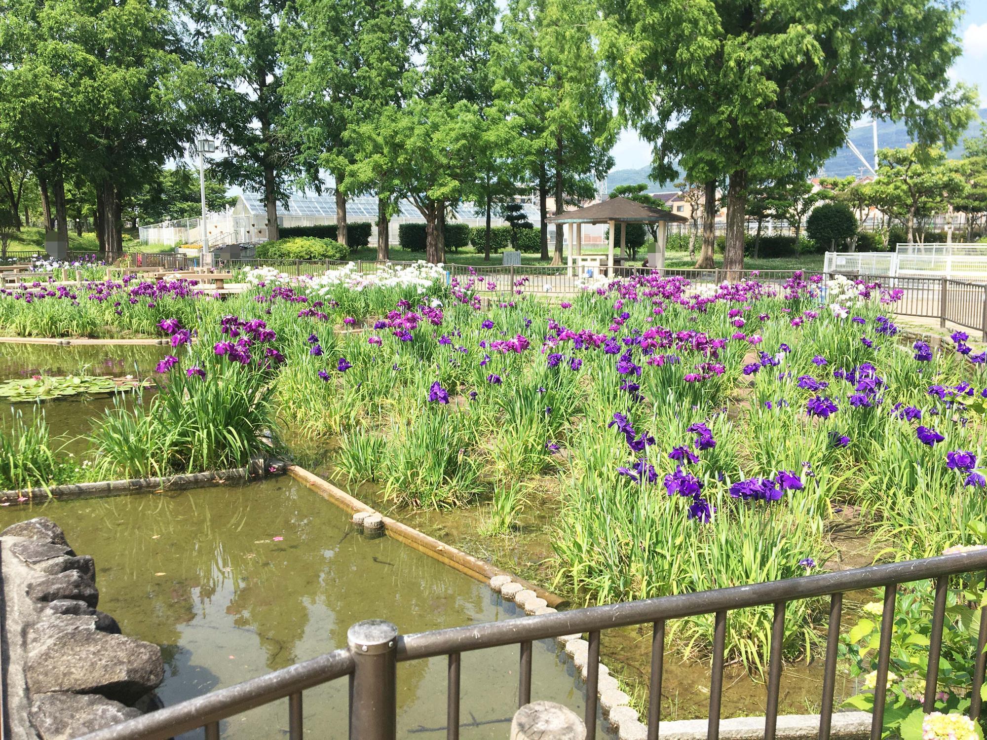 花しょうぶ池