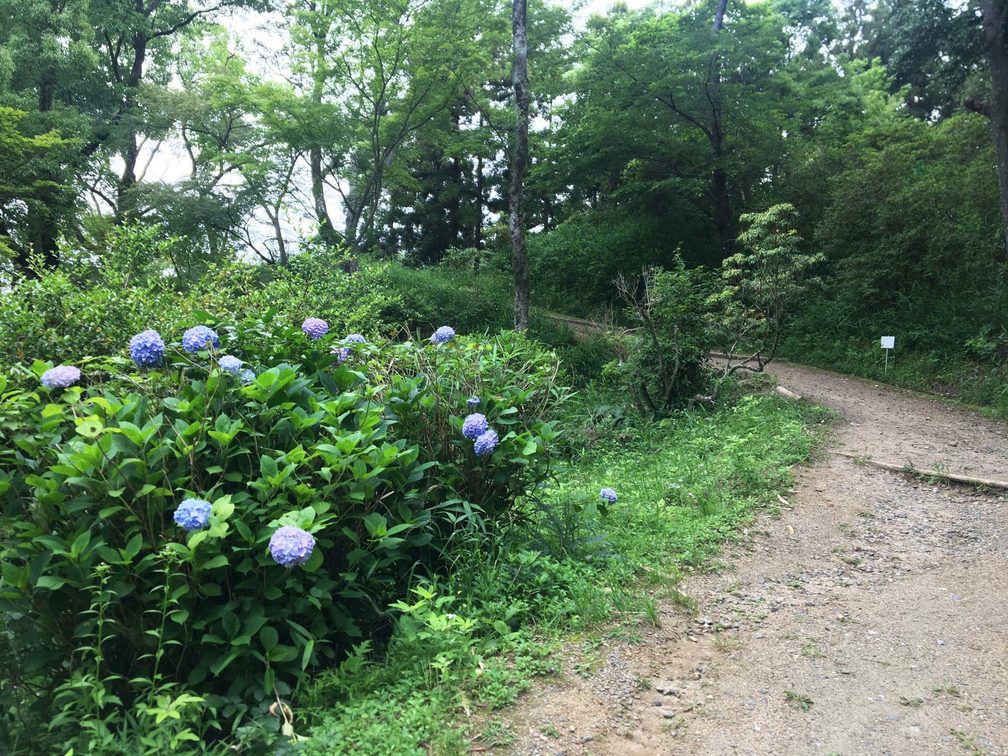 枚岡公園　ハイキングコース