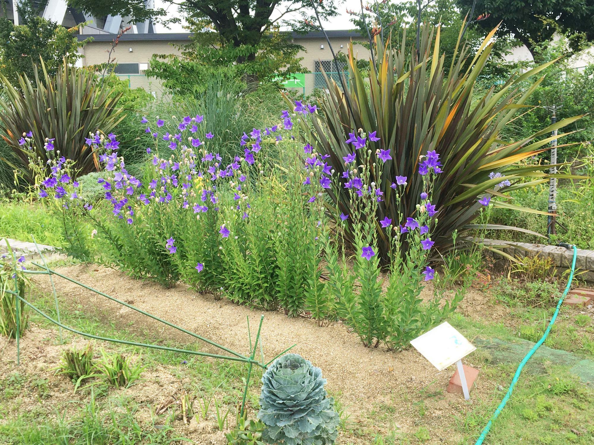 「東大阪市花園ラグビー場」手前の花壇