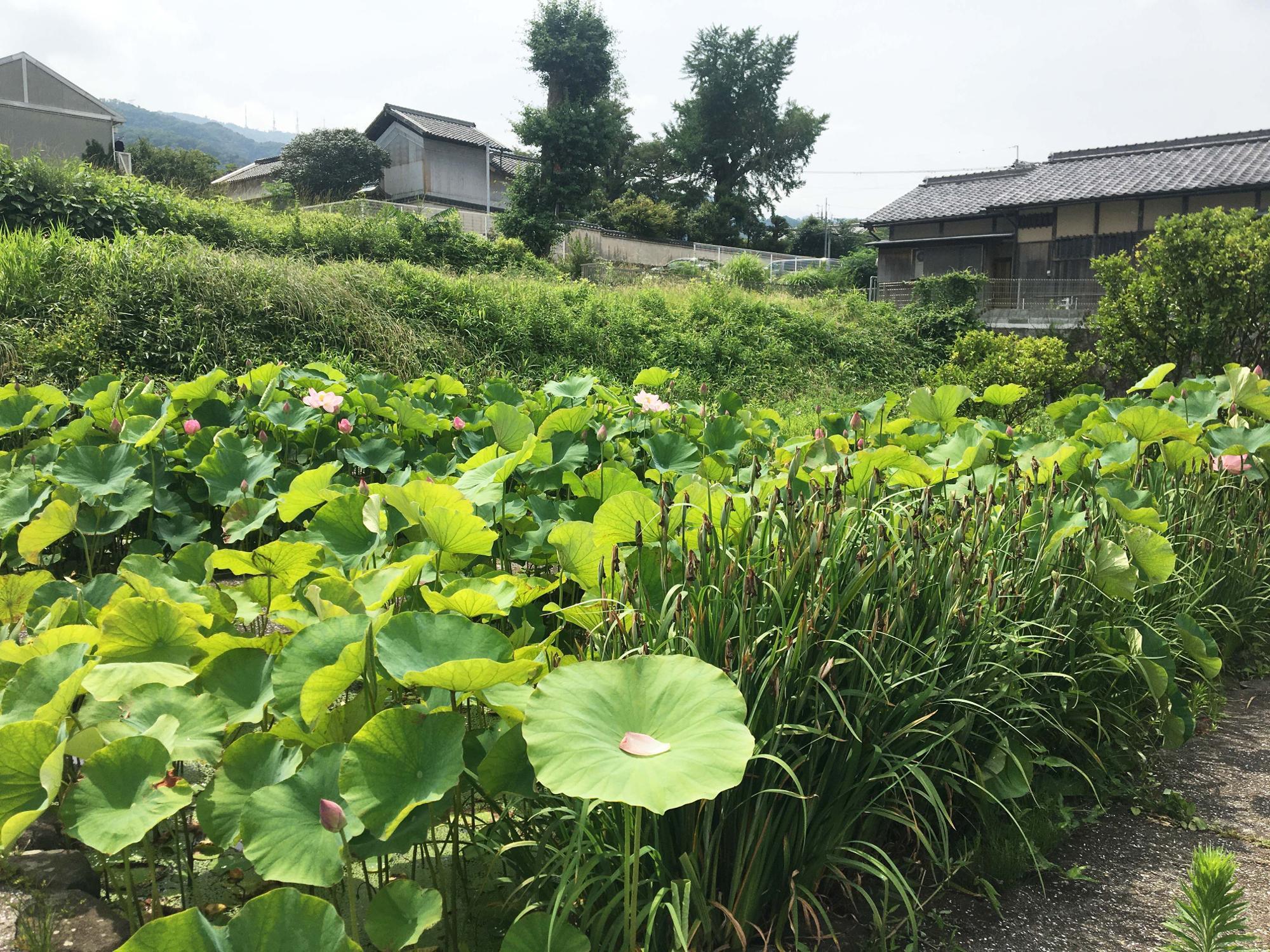 原始ハス池