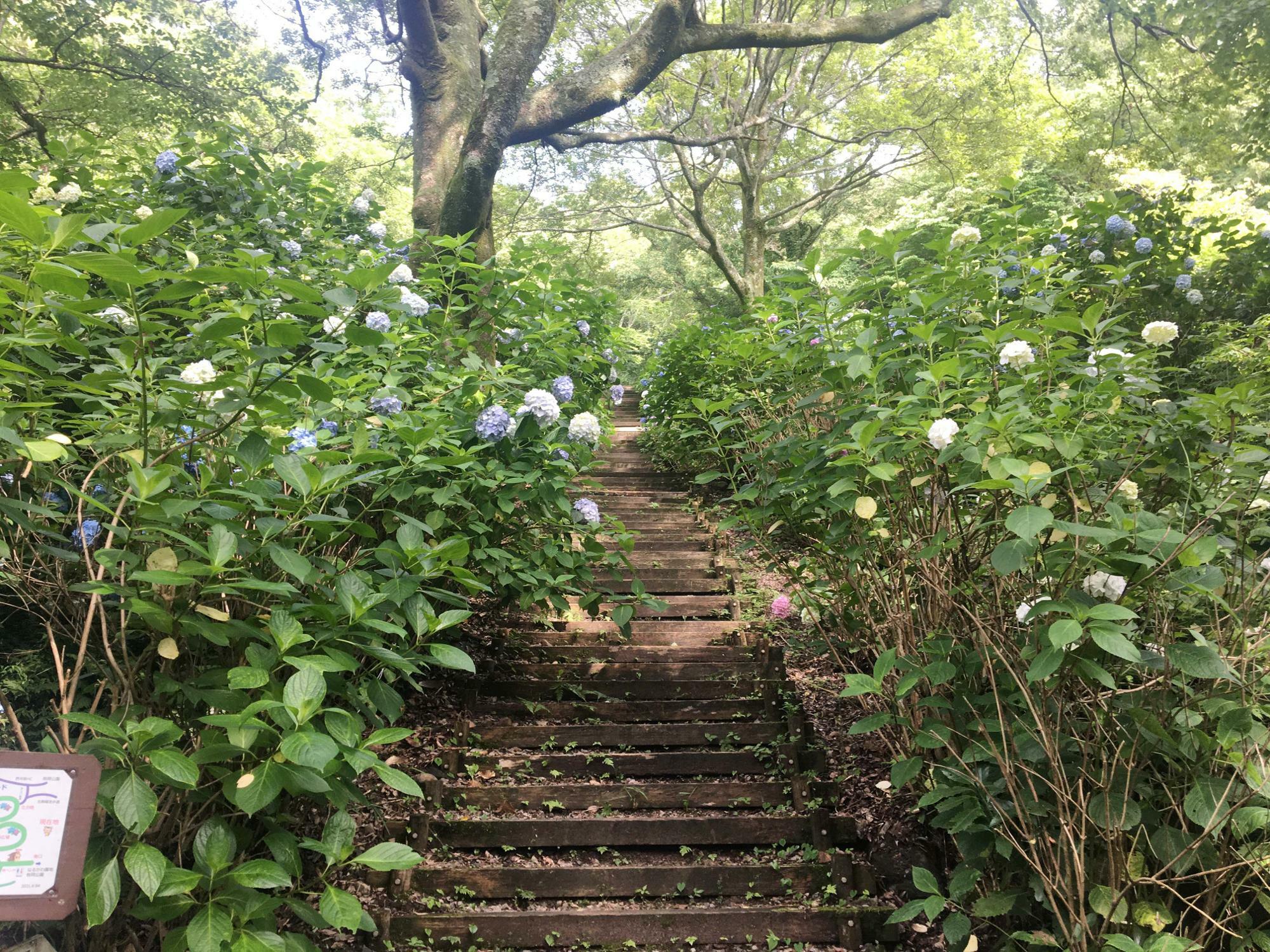 ぬかたアジサイ園