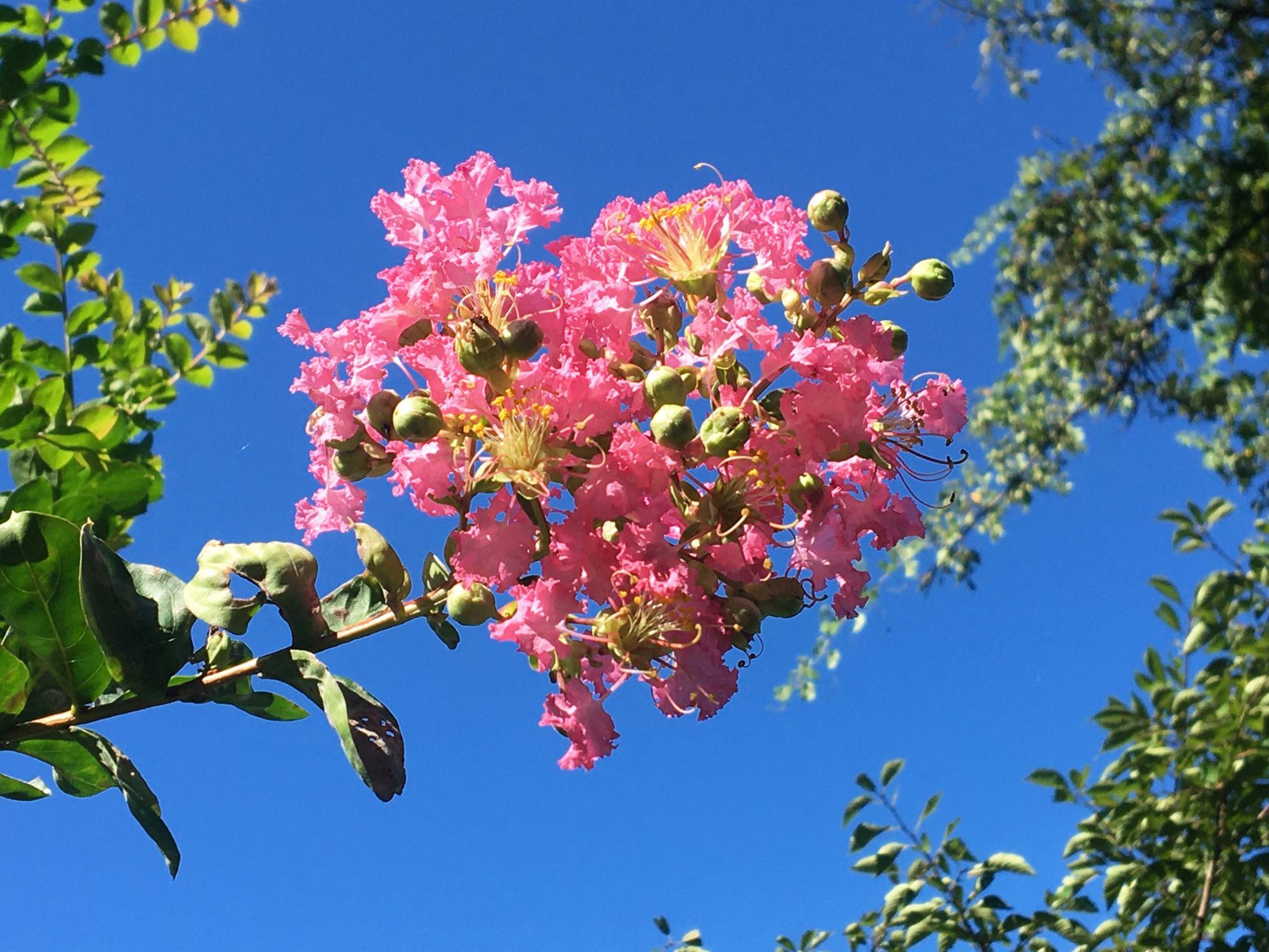 東大阪市】生駒の桜スポットに再びピンク色の花が！？大阪平野の眺めとともに楽しむことができます。（岡田智則） - エキスパート - Yahoo!ニュース