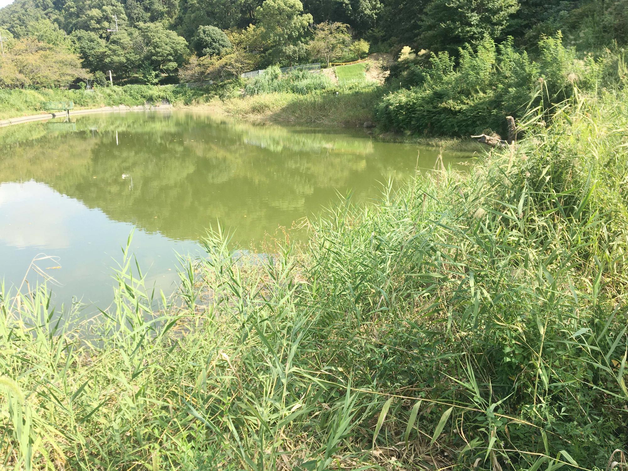 日下新池　ヒトモトススキ