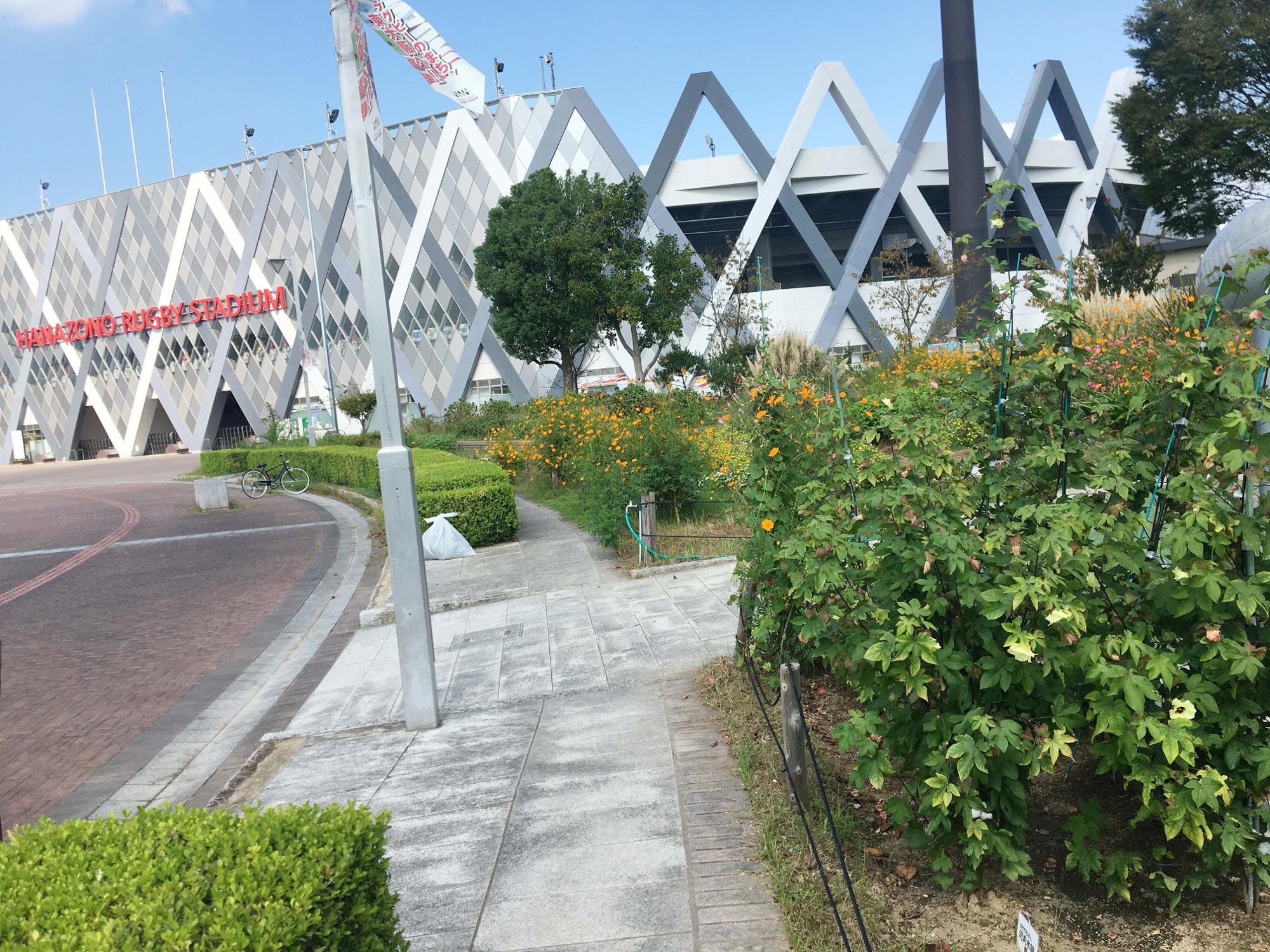 ラグビー場前の花壇