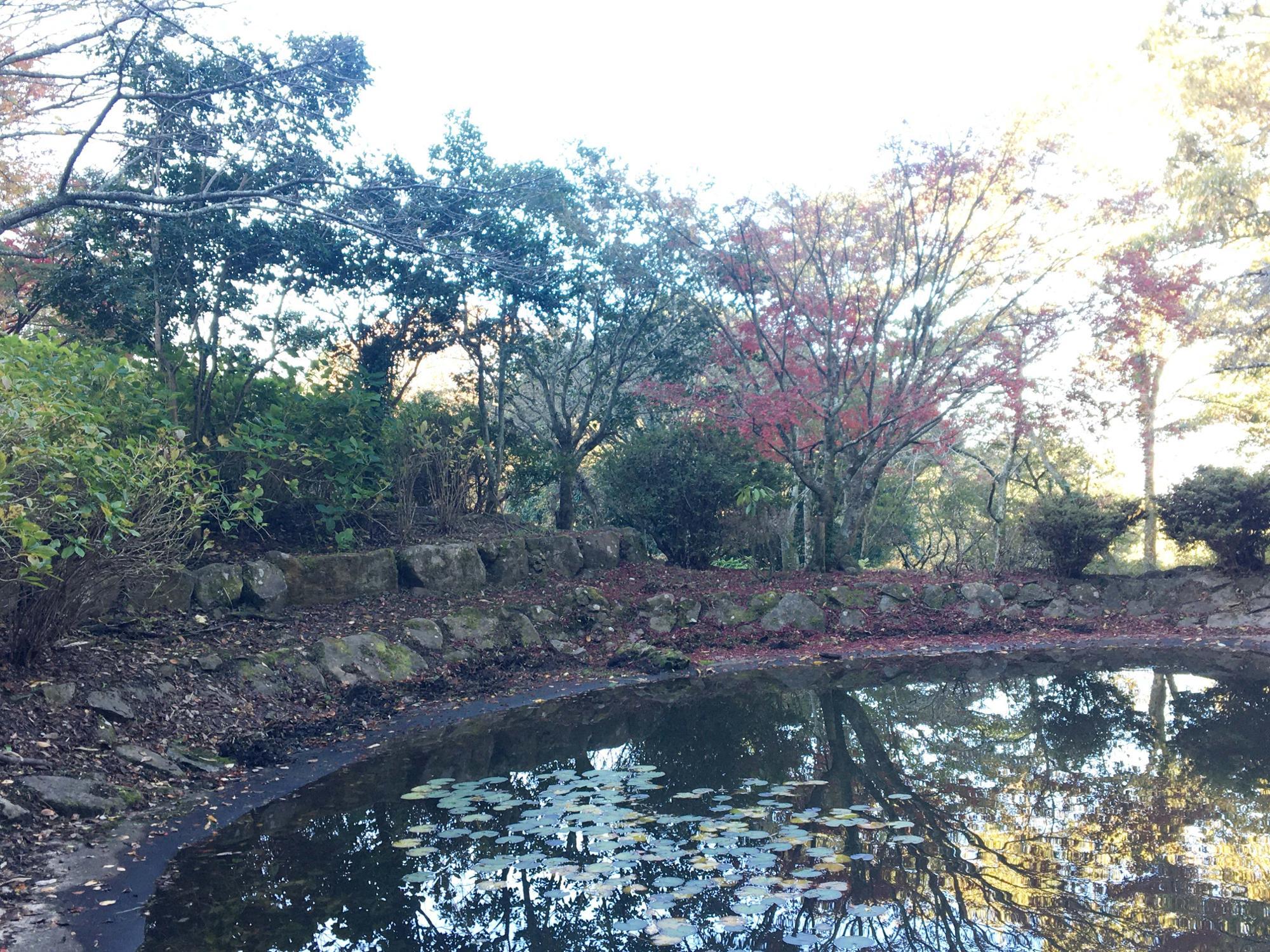 どんぐり池の紅葉