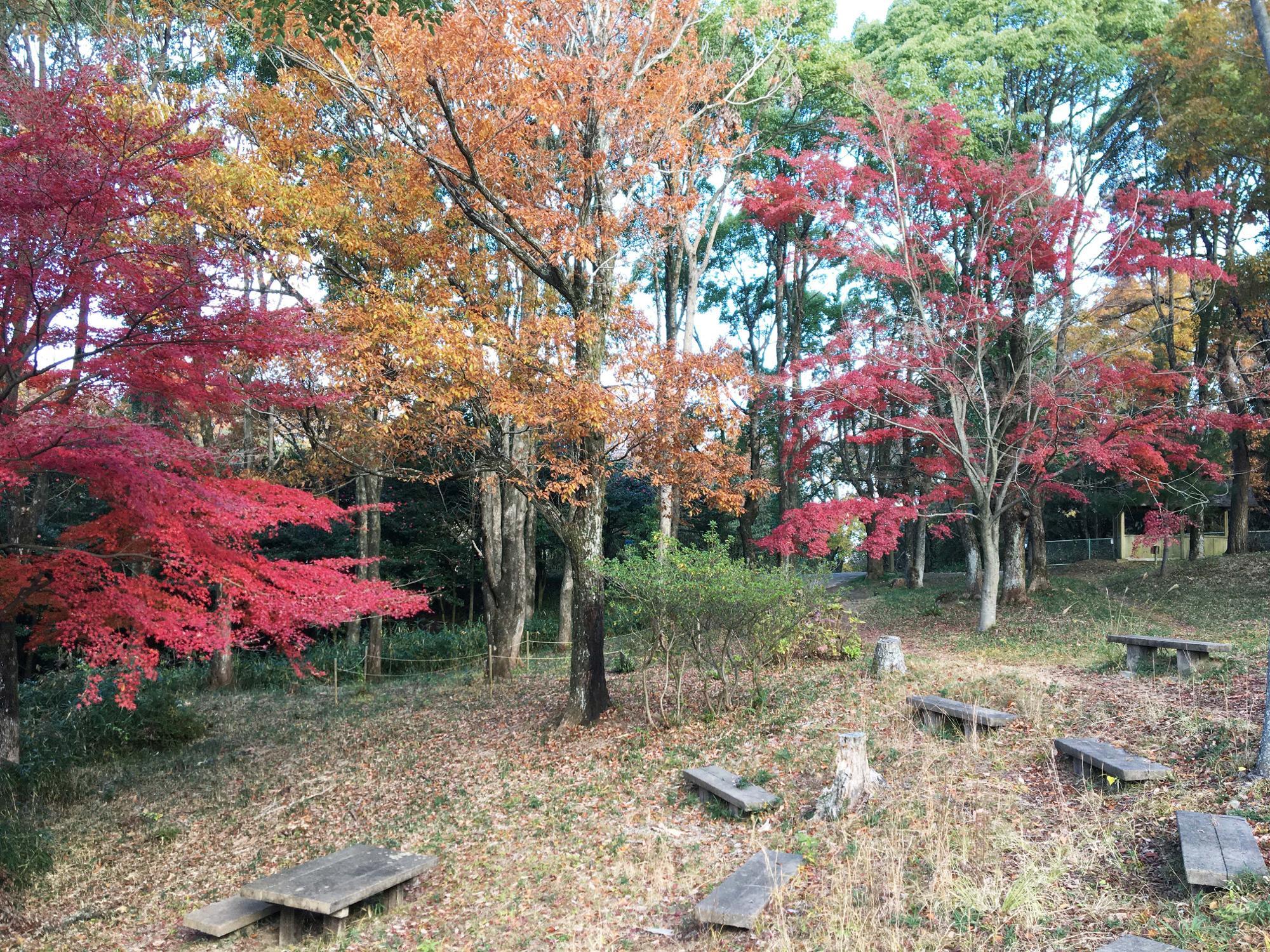 銀樟広場