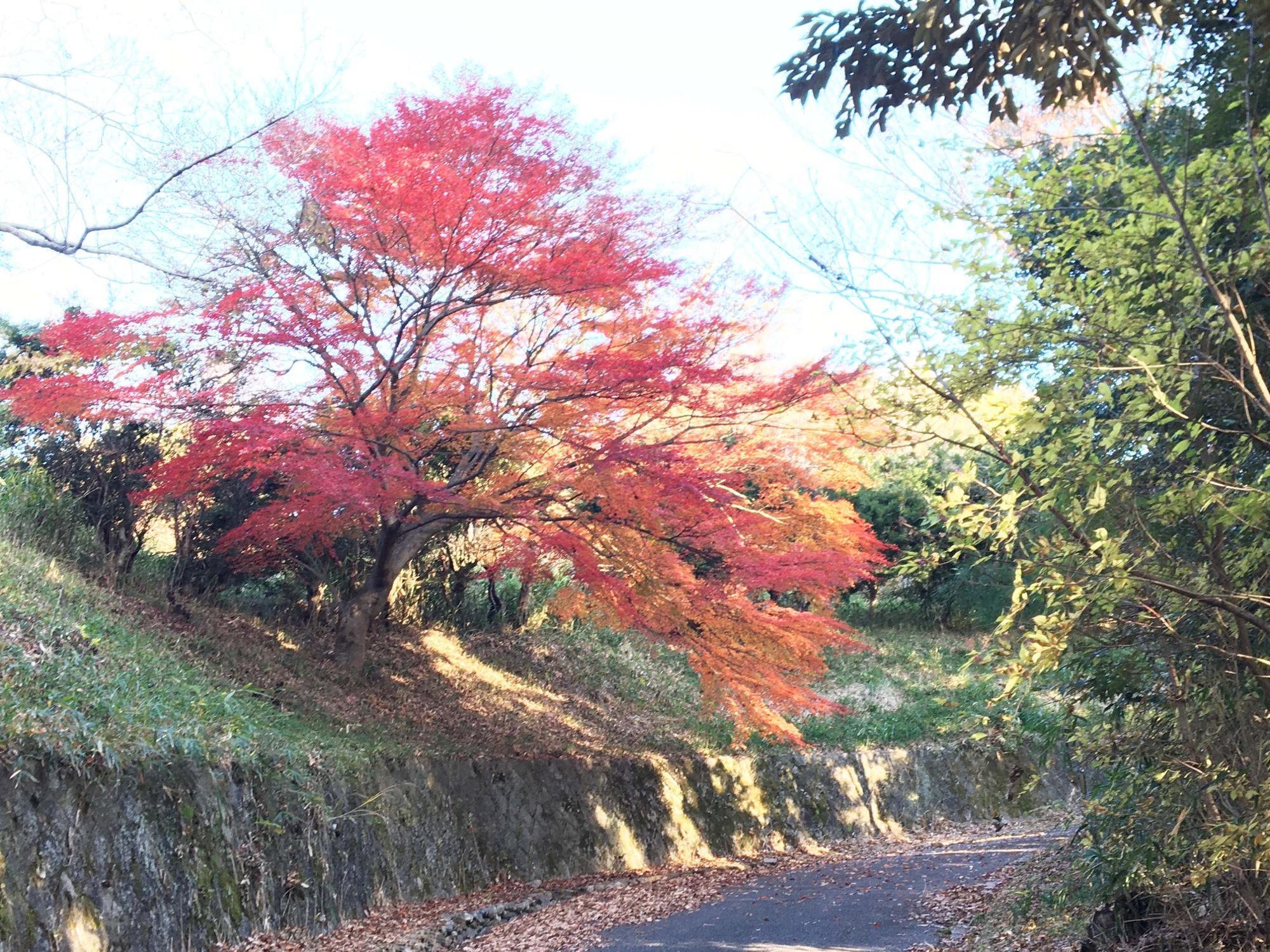 レスト通り