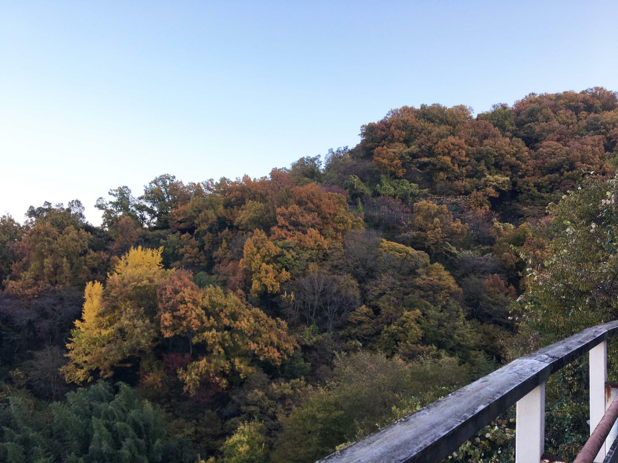 生駒山の紅葉