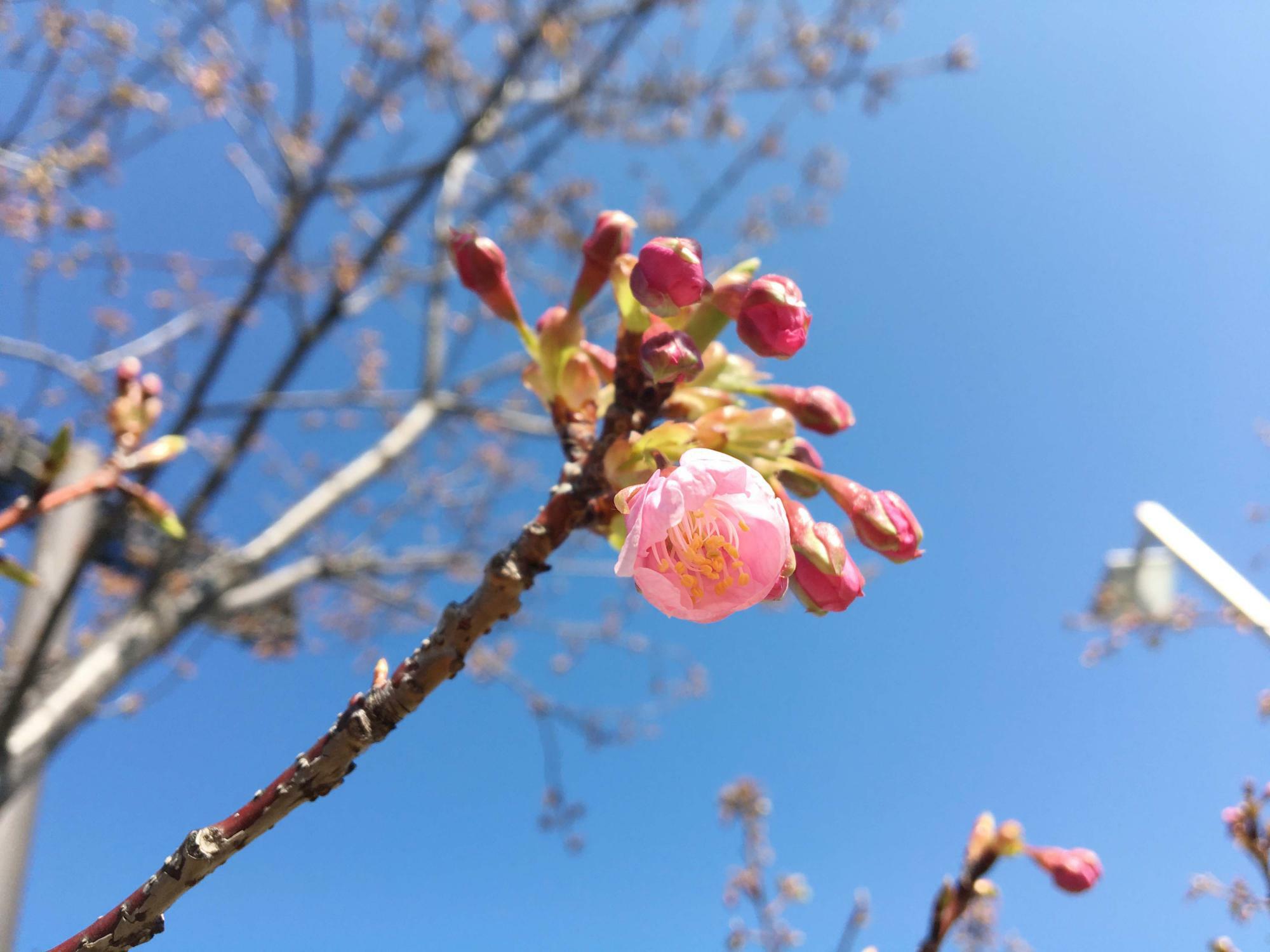 河内桜