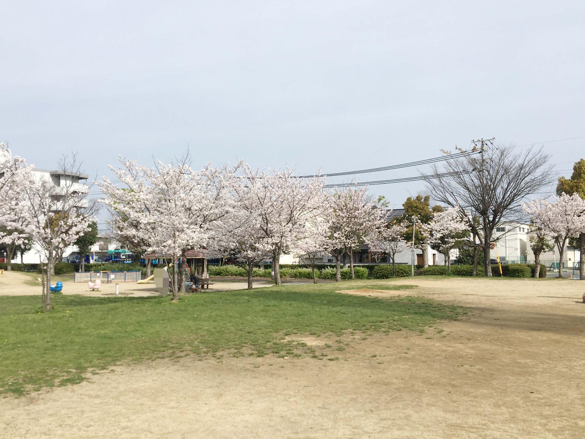 桜広場