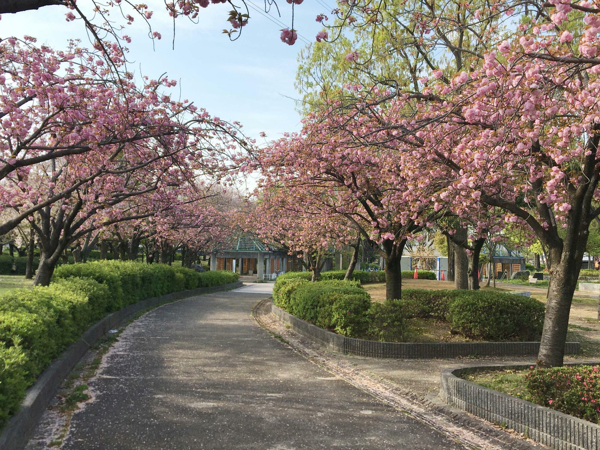 桜広場