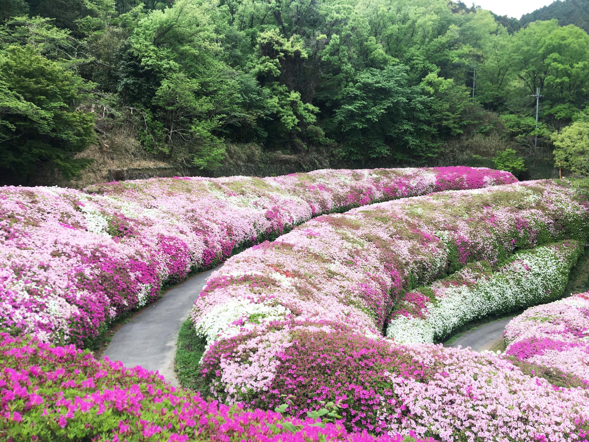 ツツジ園