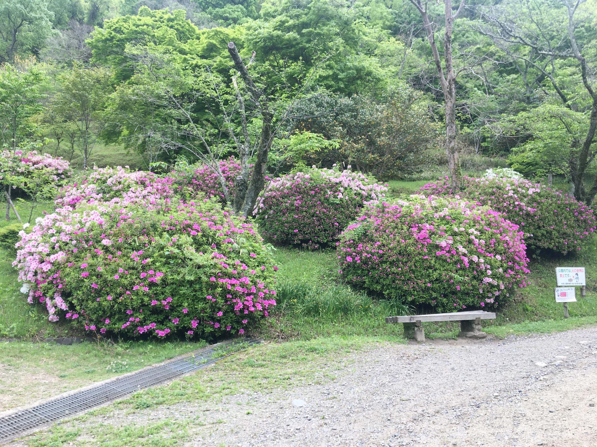 桜広場