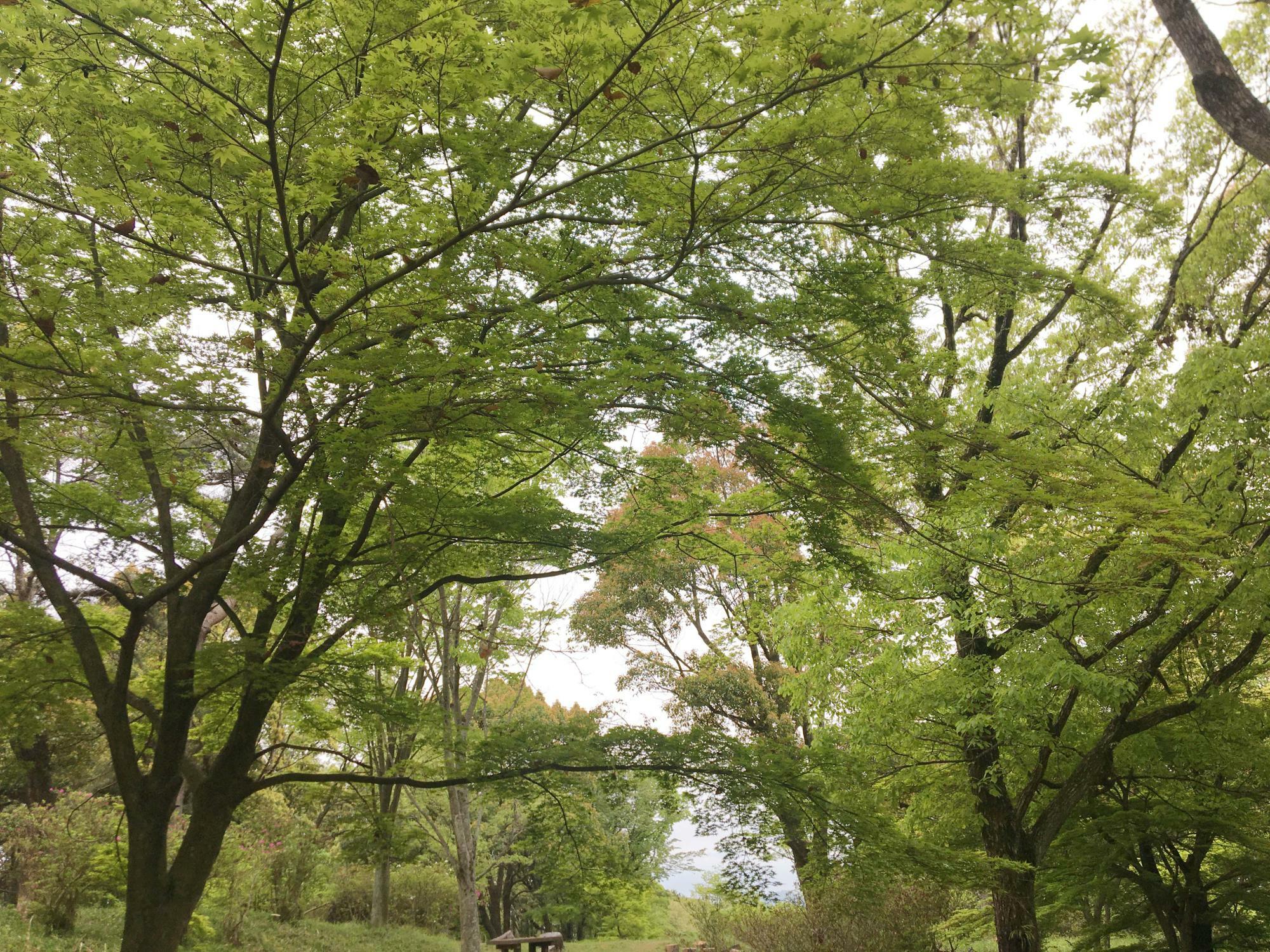 銀樟広場