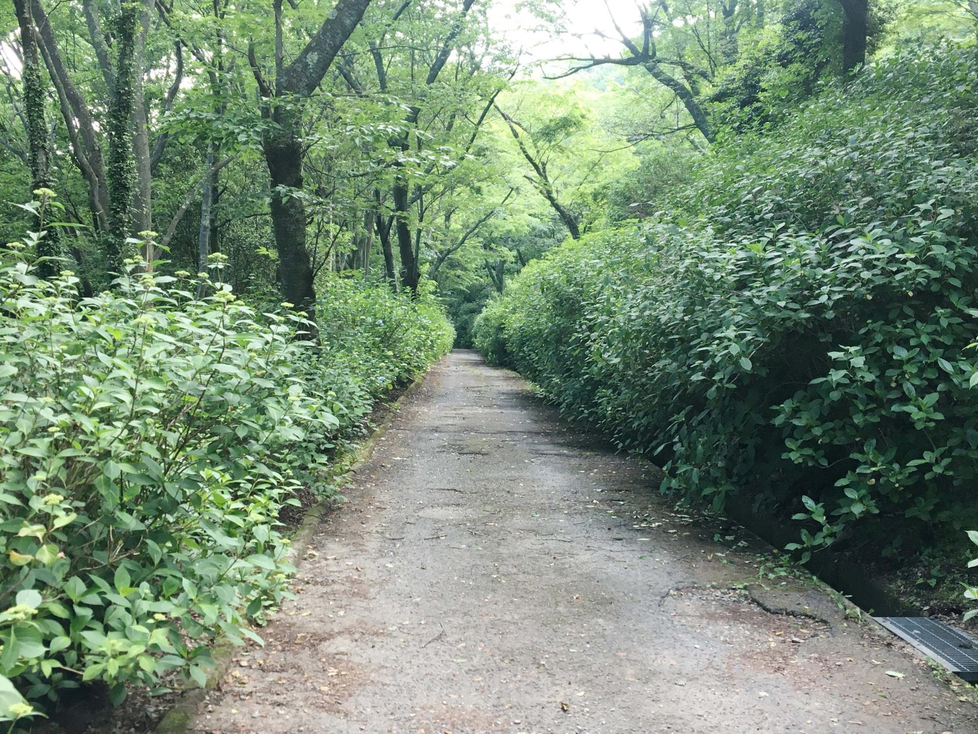 ぬかたアジサイ園