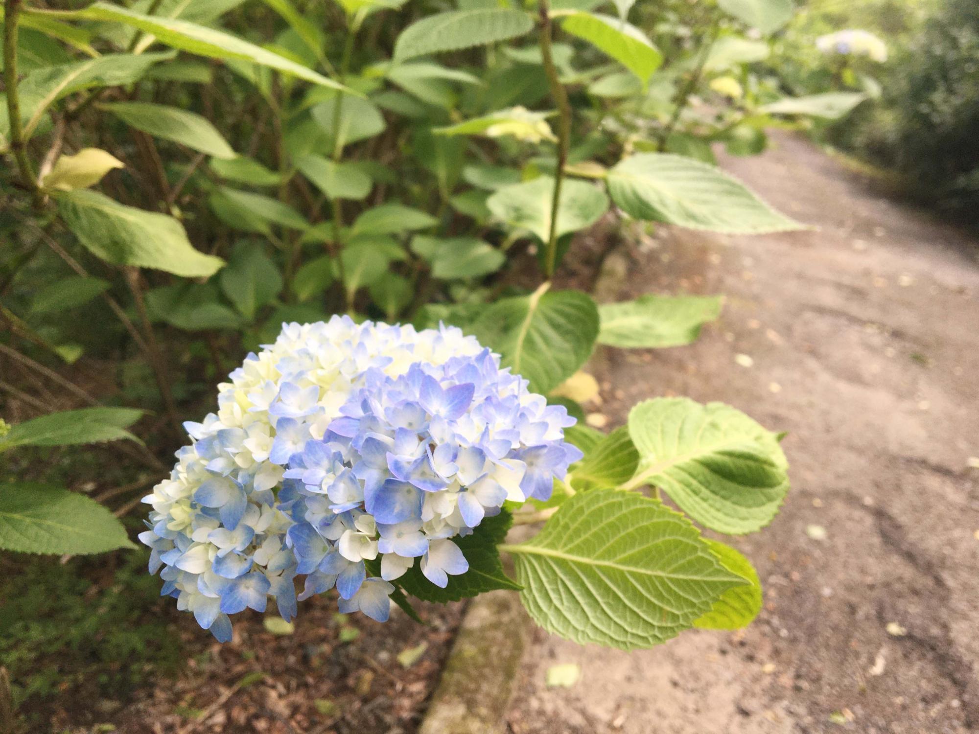 ぬかたアジサイ園