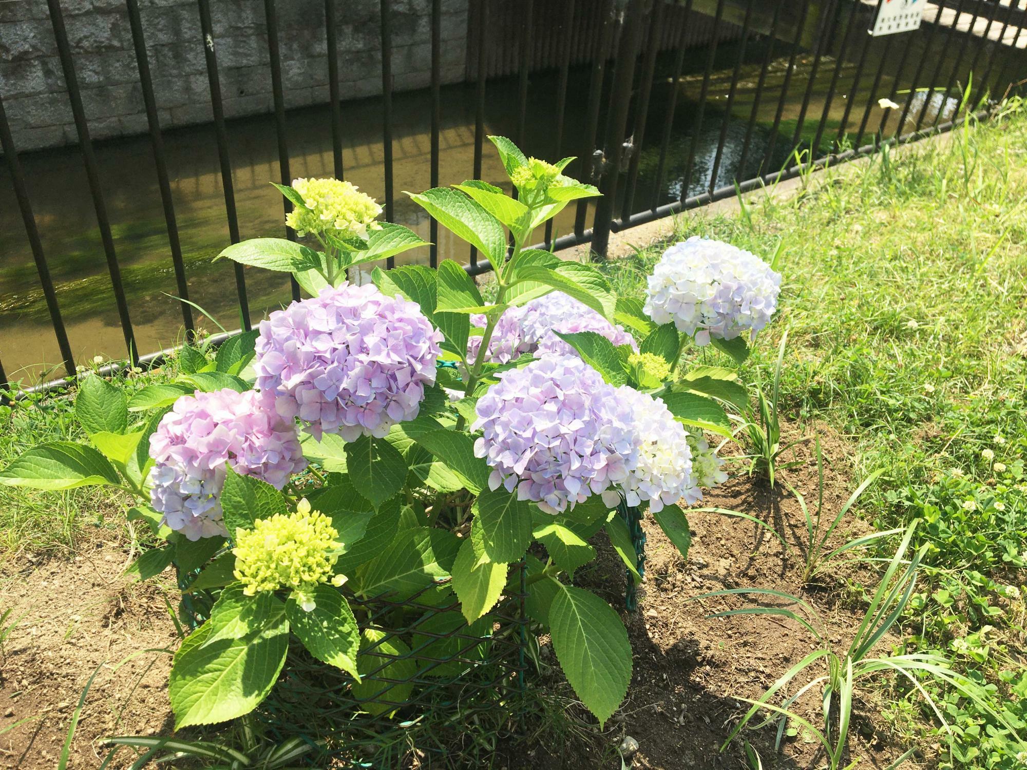 清川橋のアジサイ