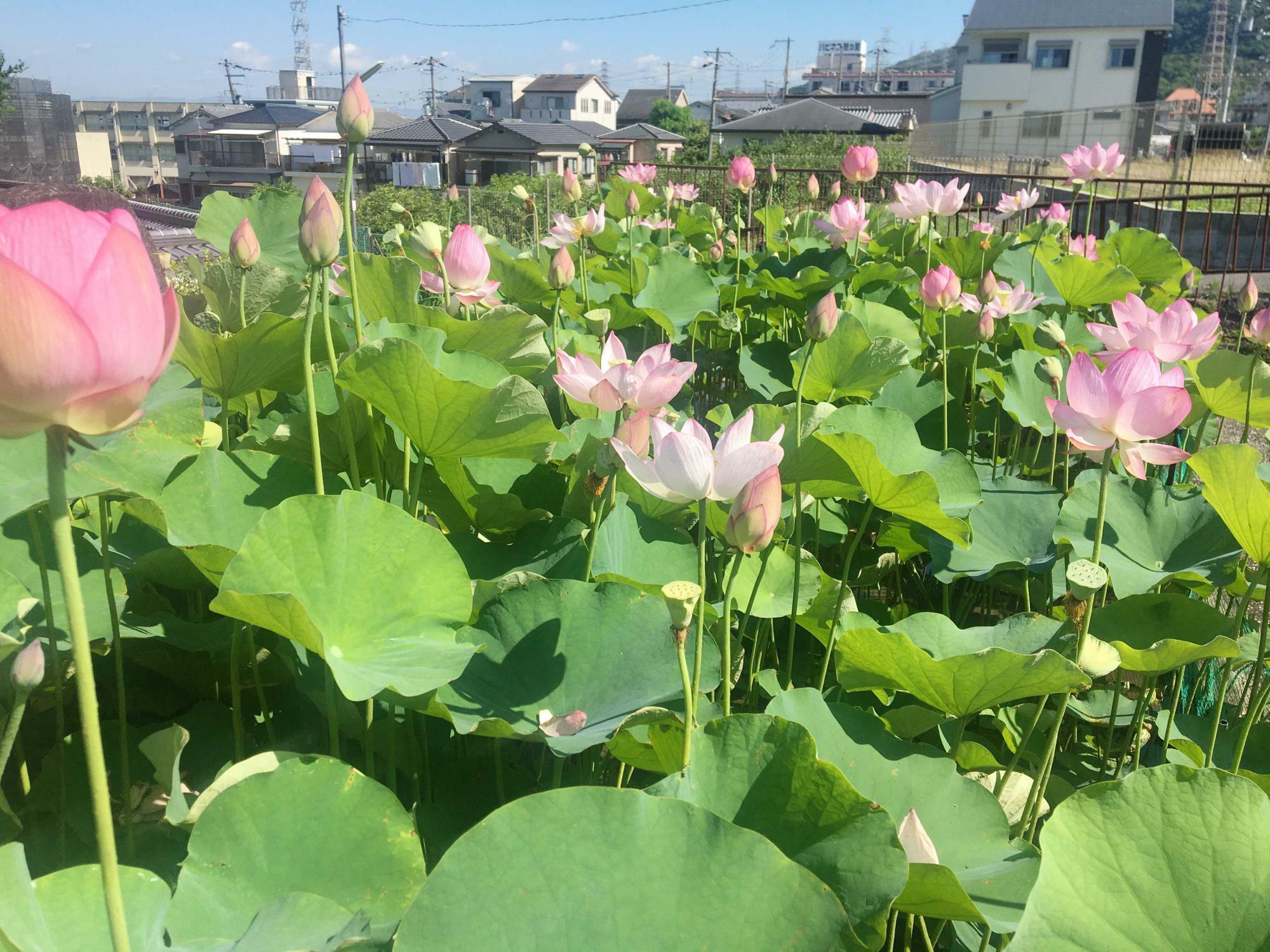 原子蓮下池