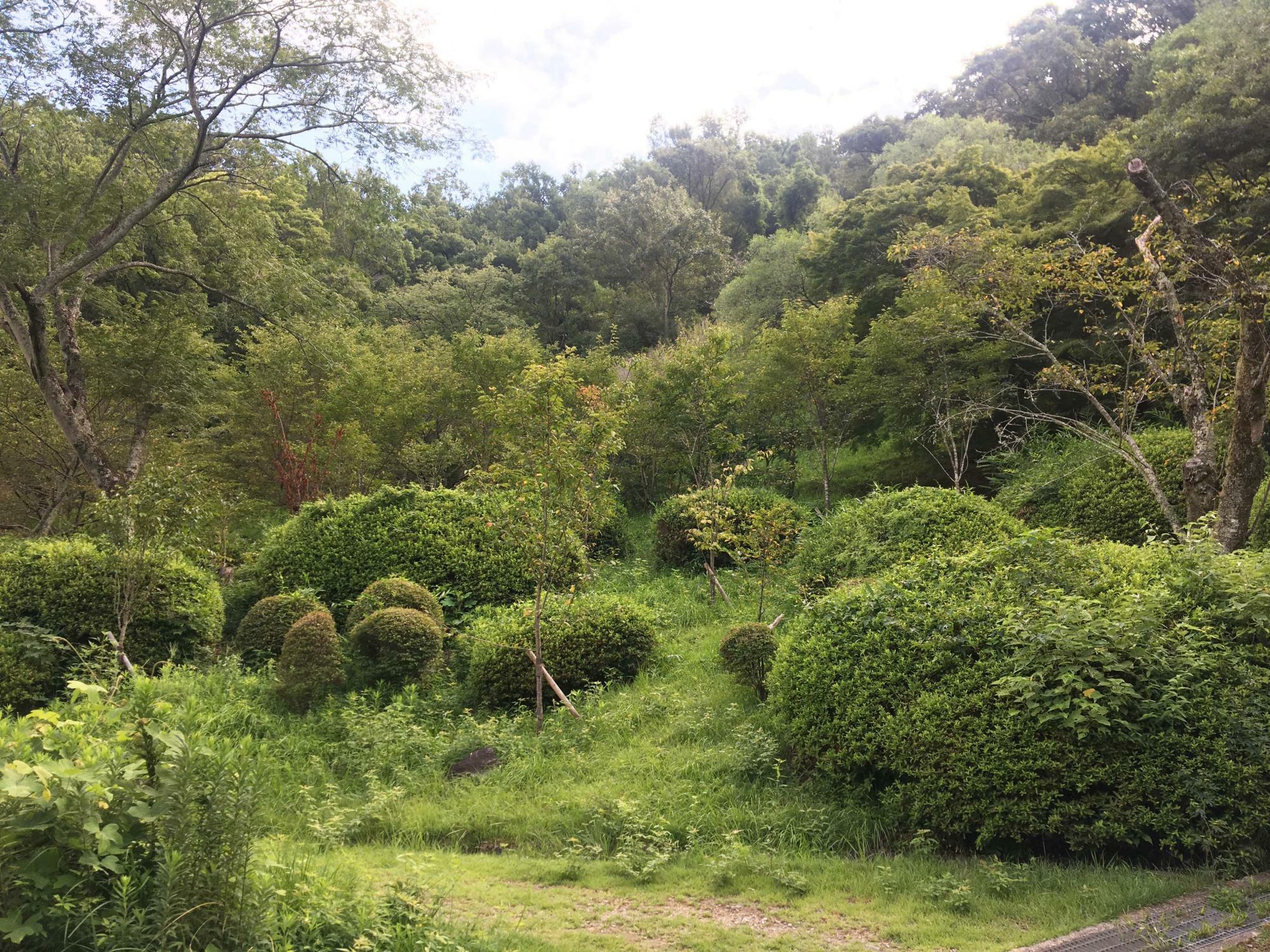 桜広場