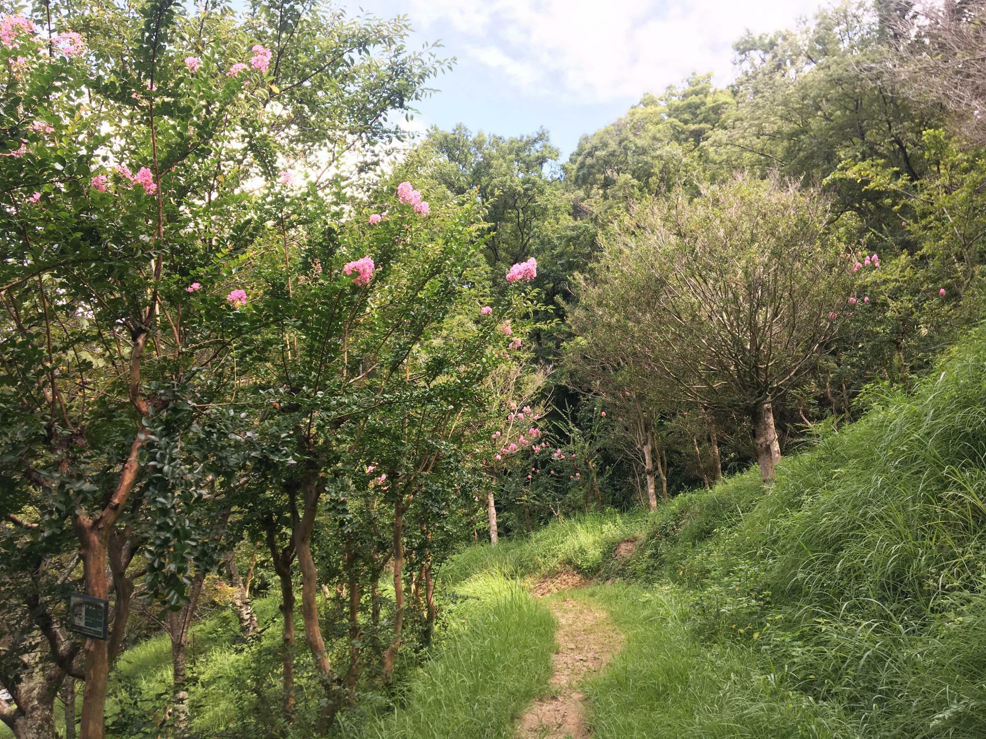 桜広場