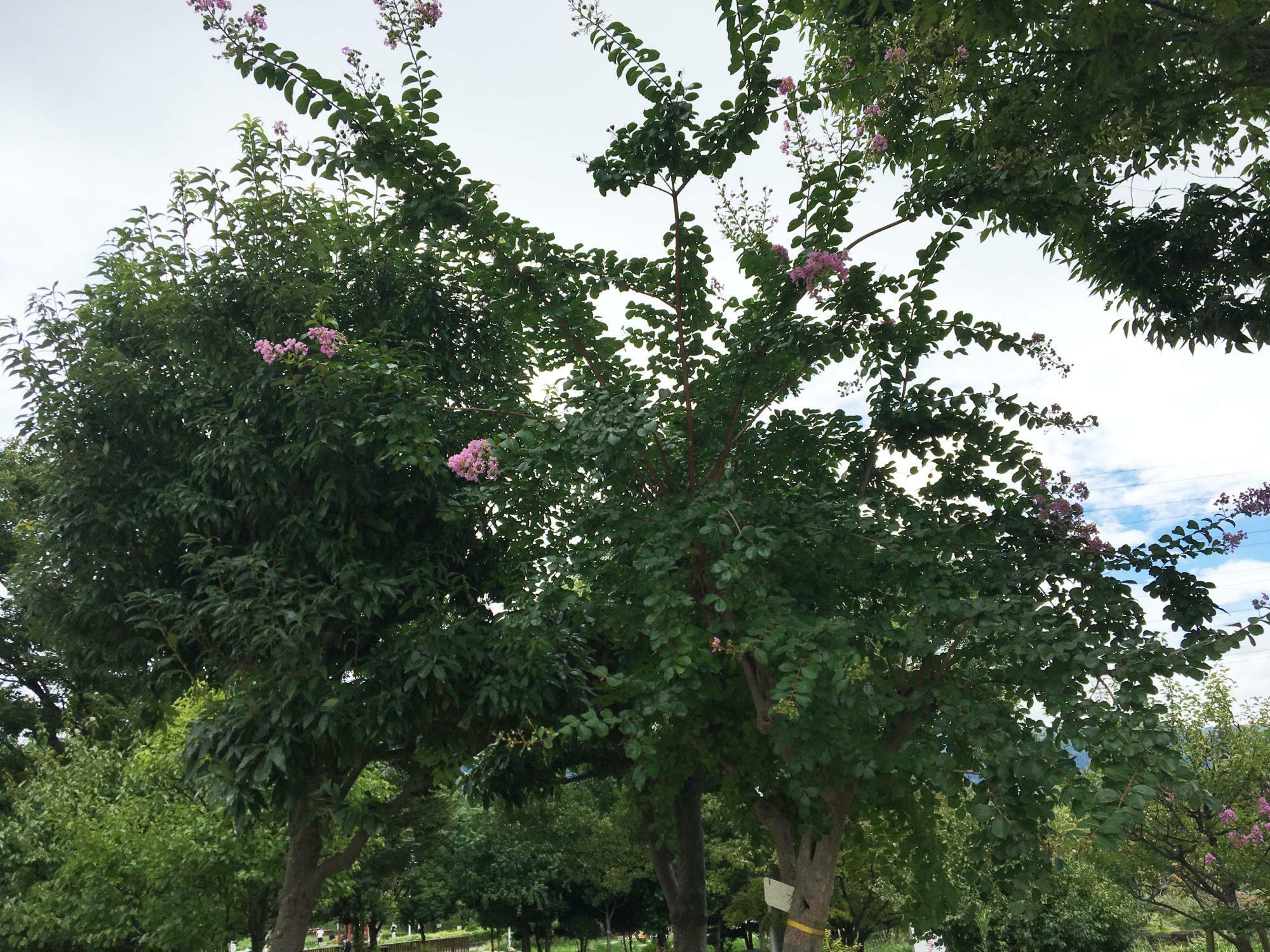 花園中央公園　北側入口