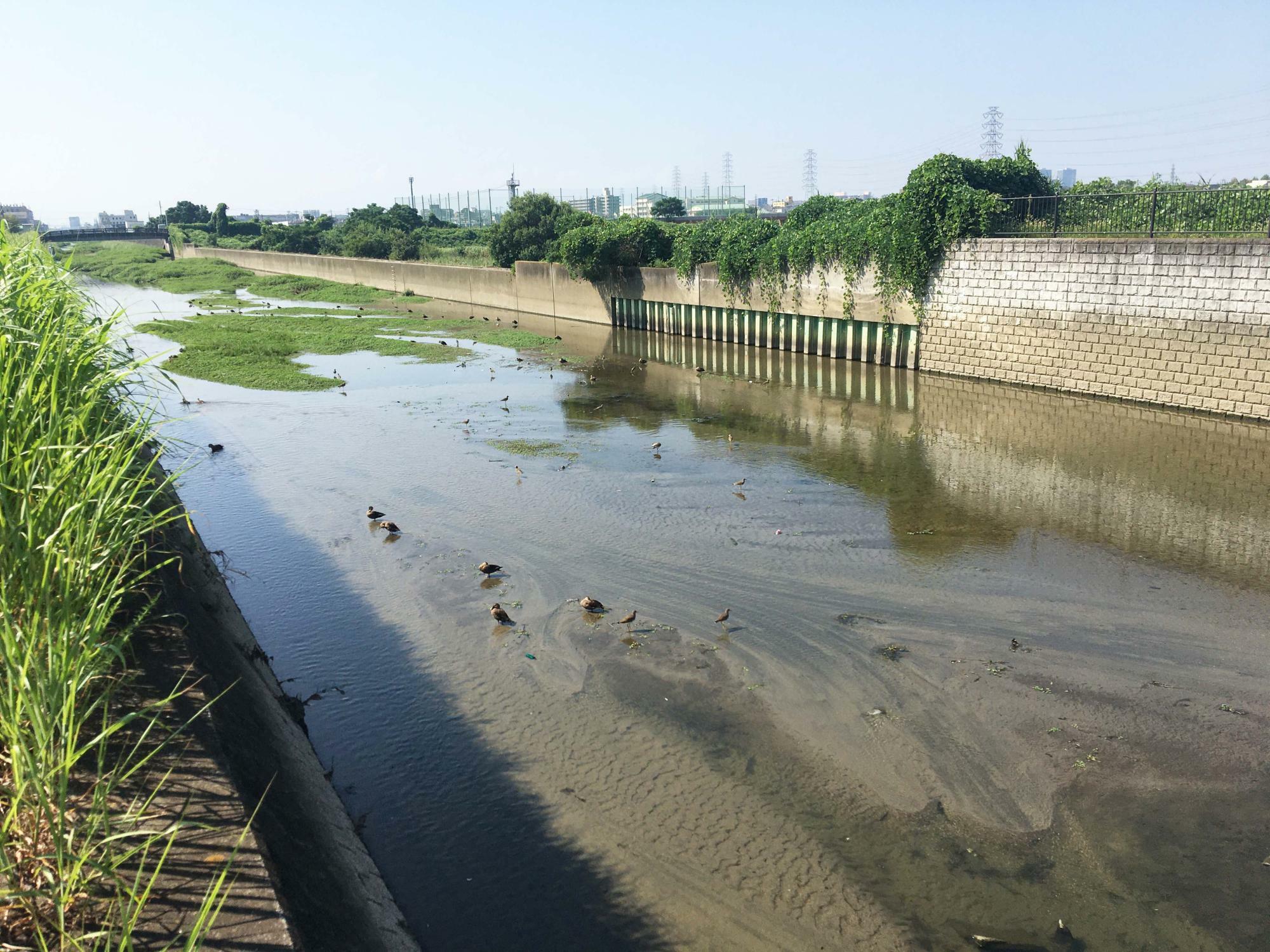 恩智川治水緑地