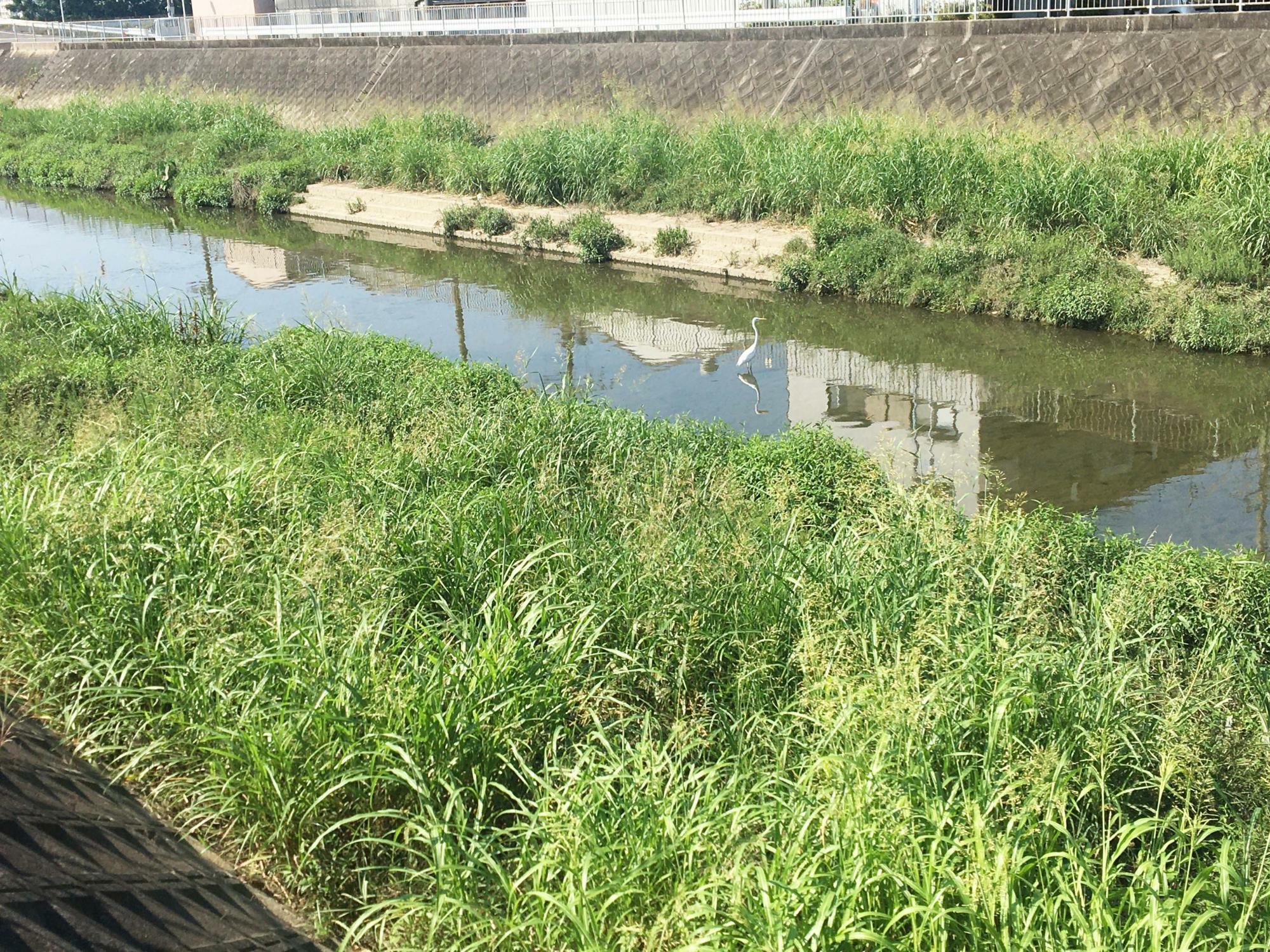 恩智川治水緑地