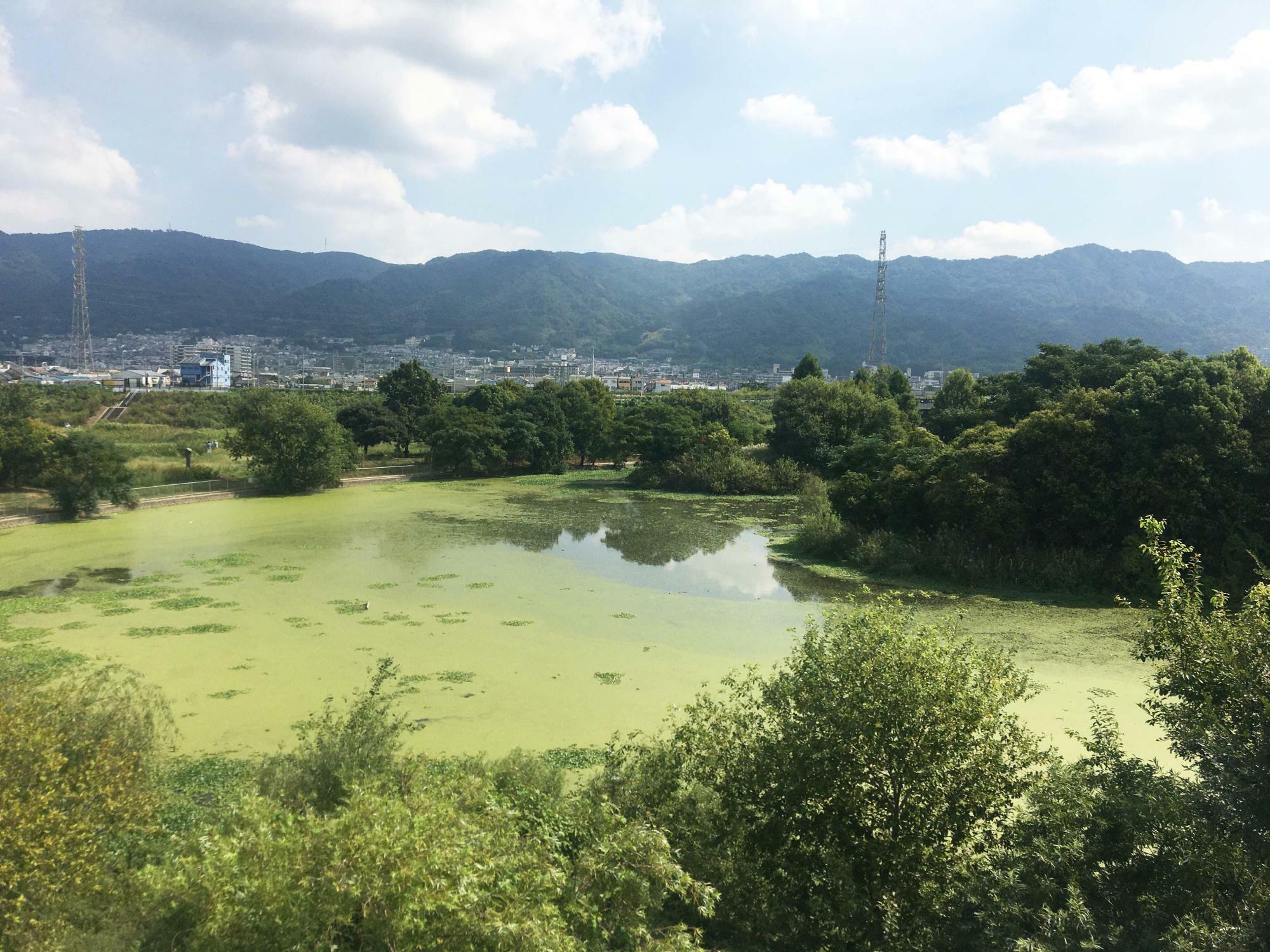 恩智川治水緑地