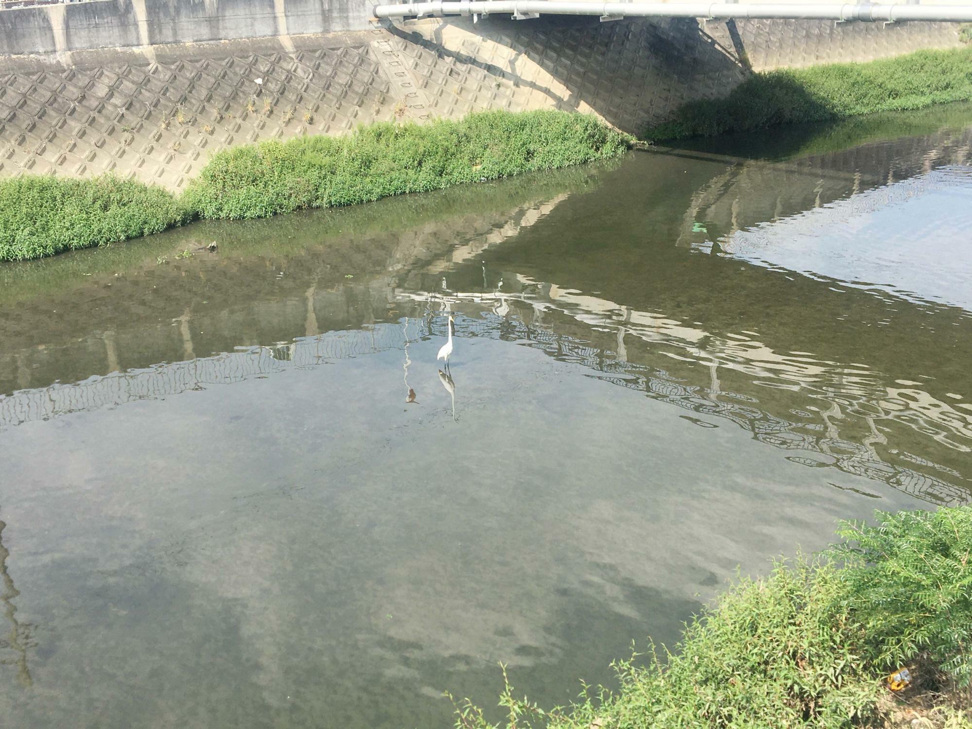 音痴川治水緑地