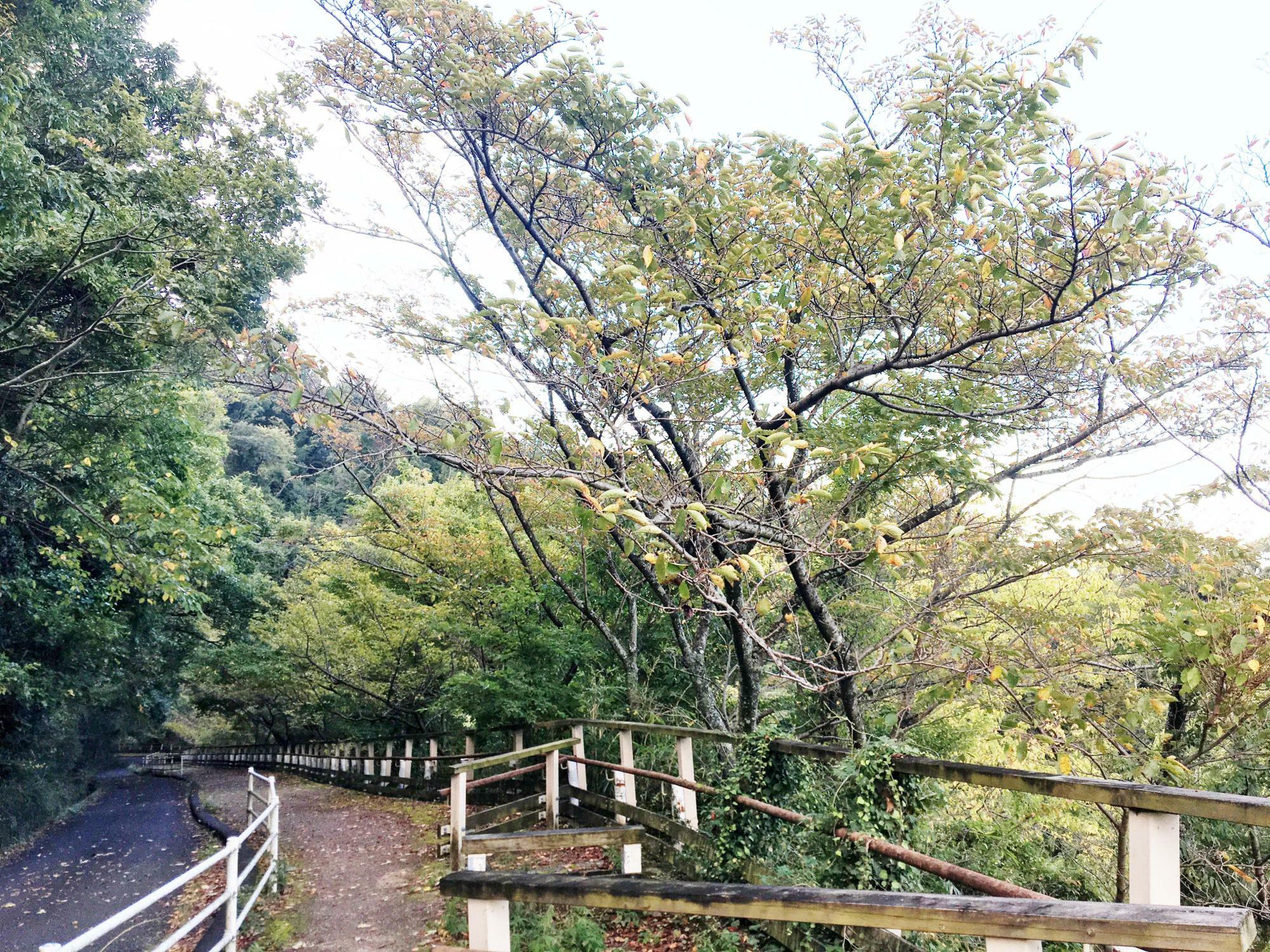 らくらく登山道