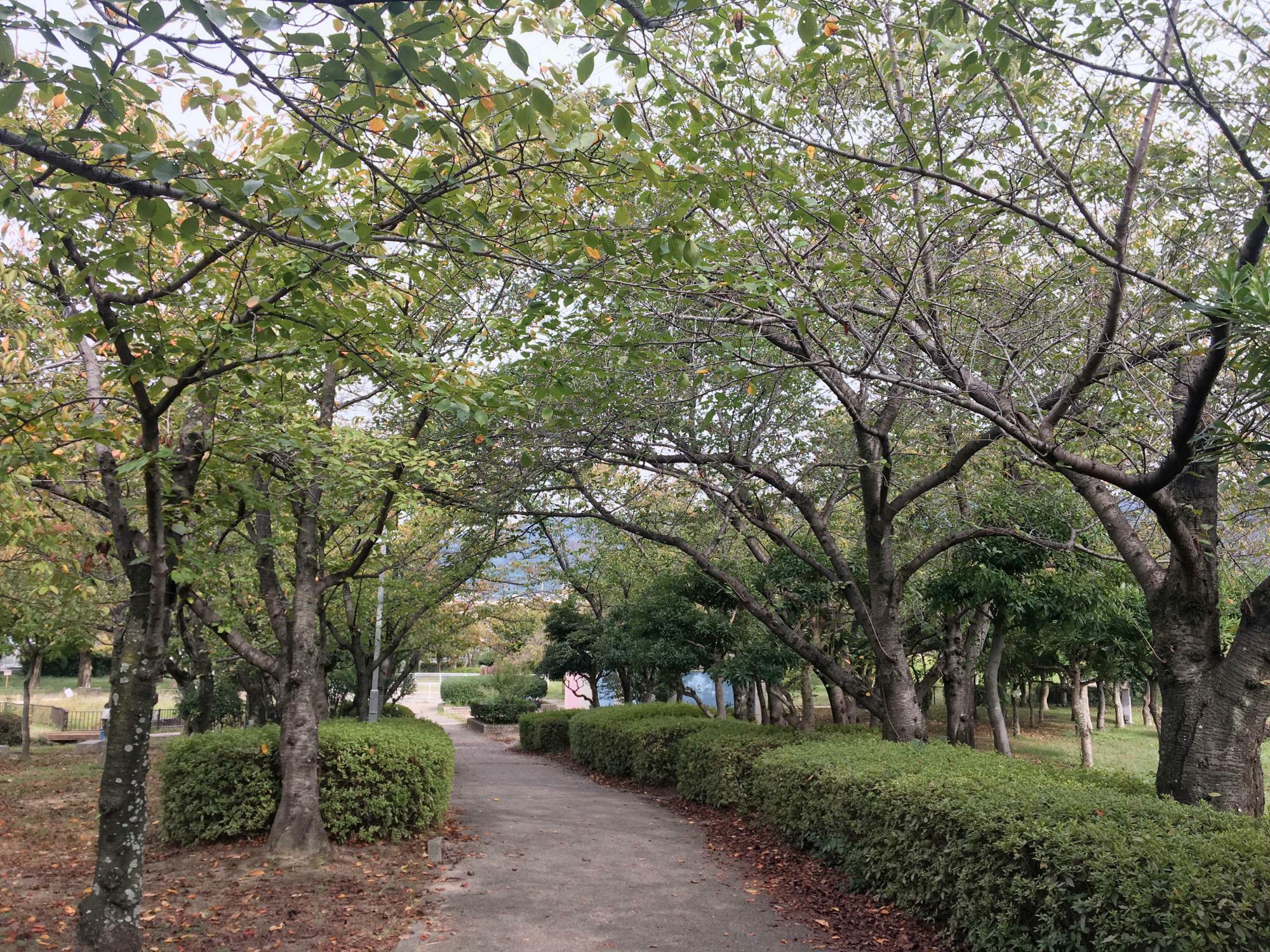 桜広場