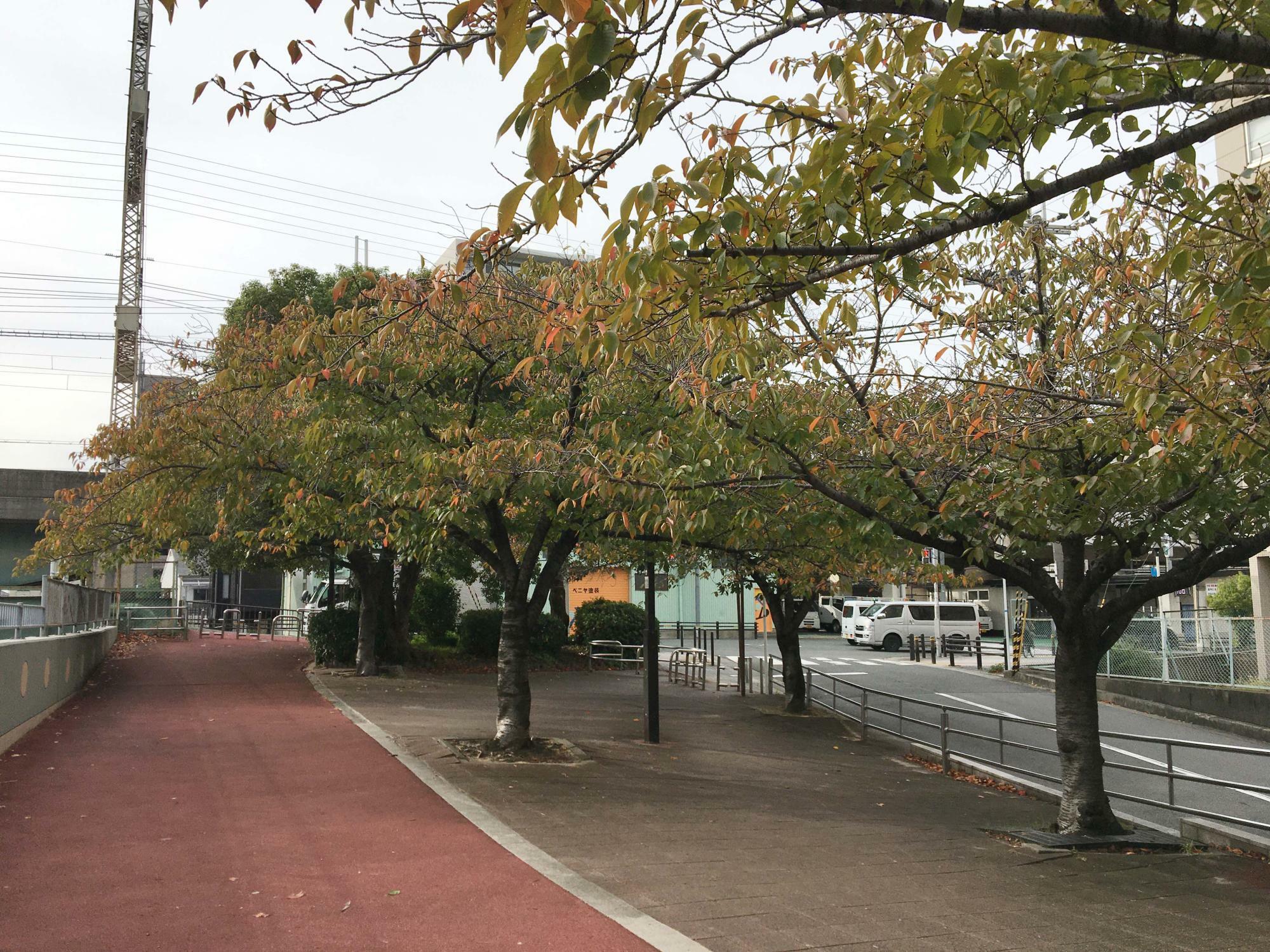 第二寝屋川の紅葉