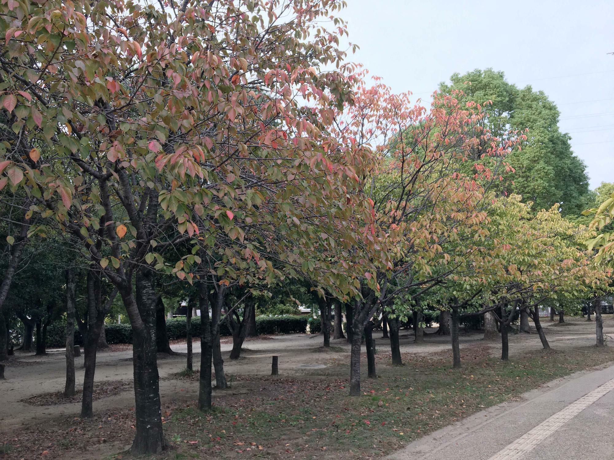 八重桜の様子