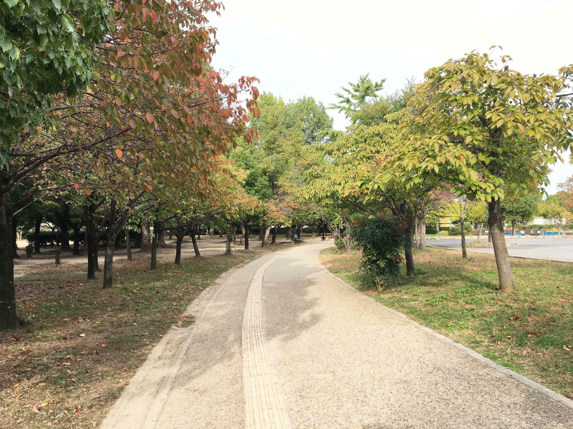 八重桜の様子