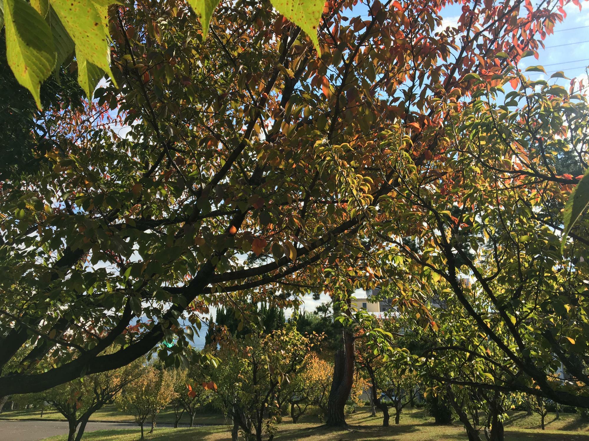 桜の紅葉