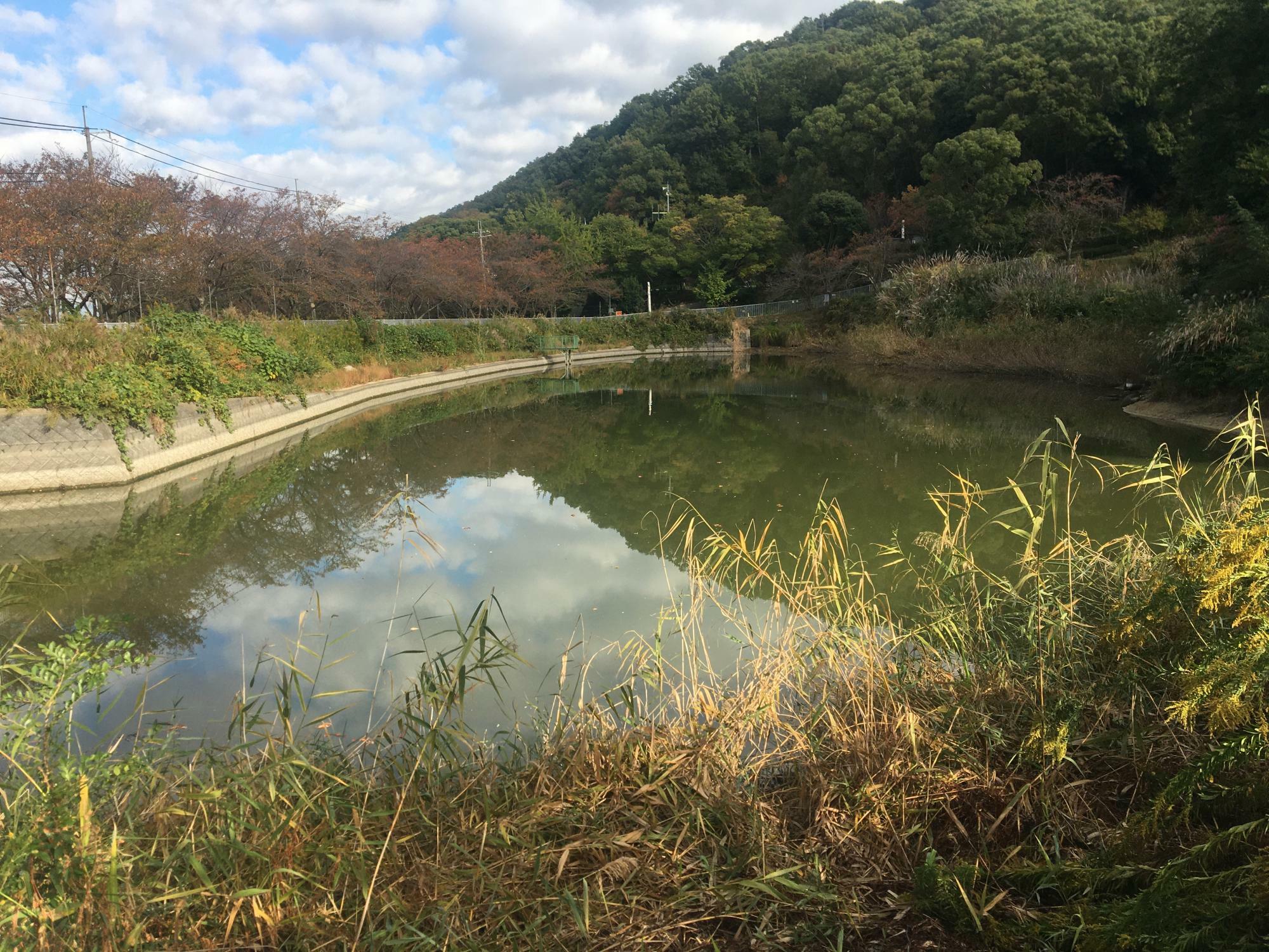 ヒトモトススキ 