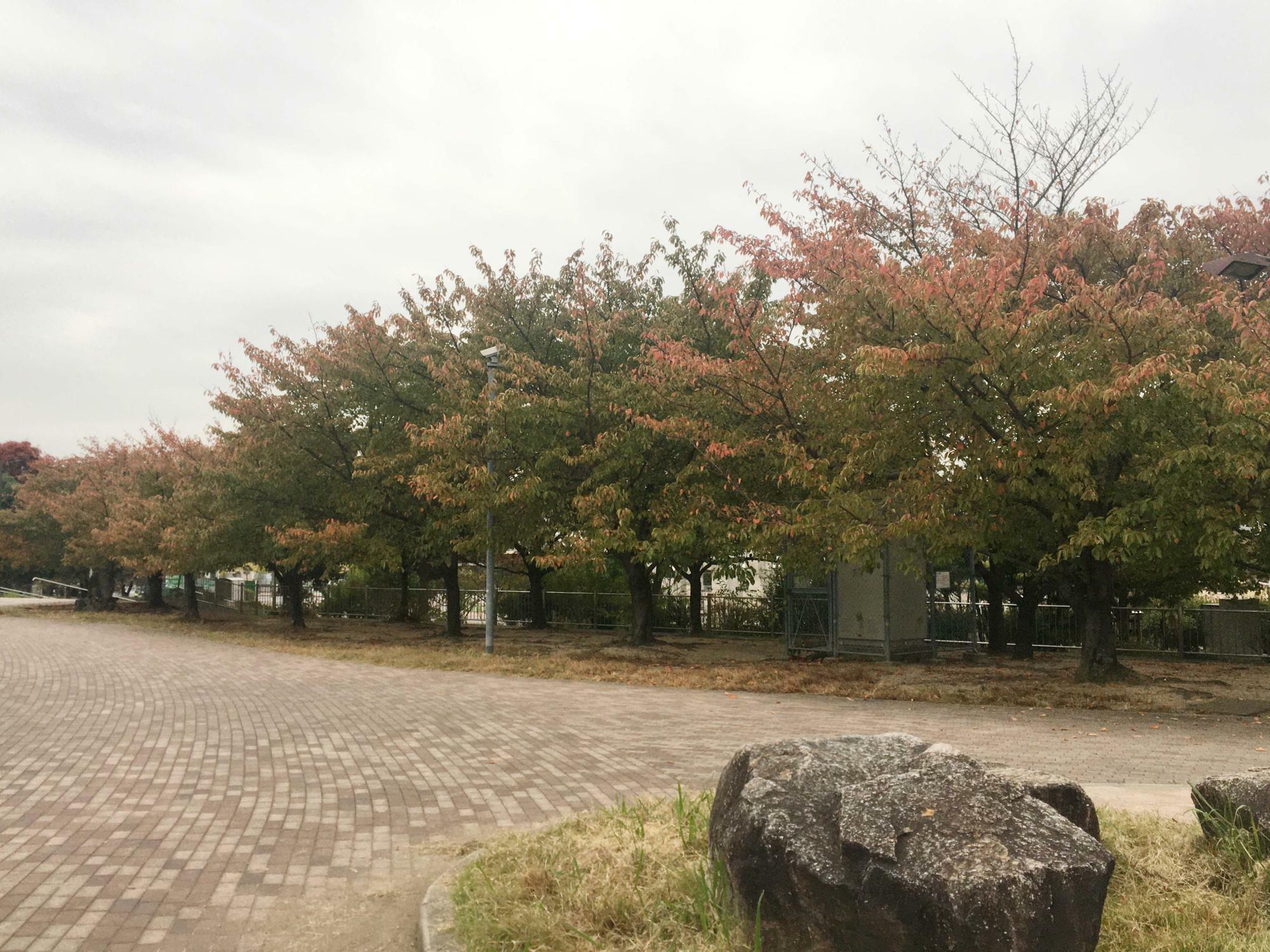 花園中央公園