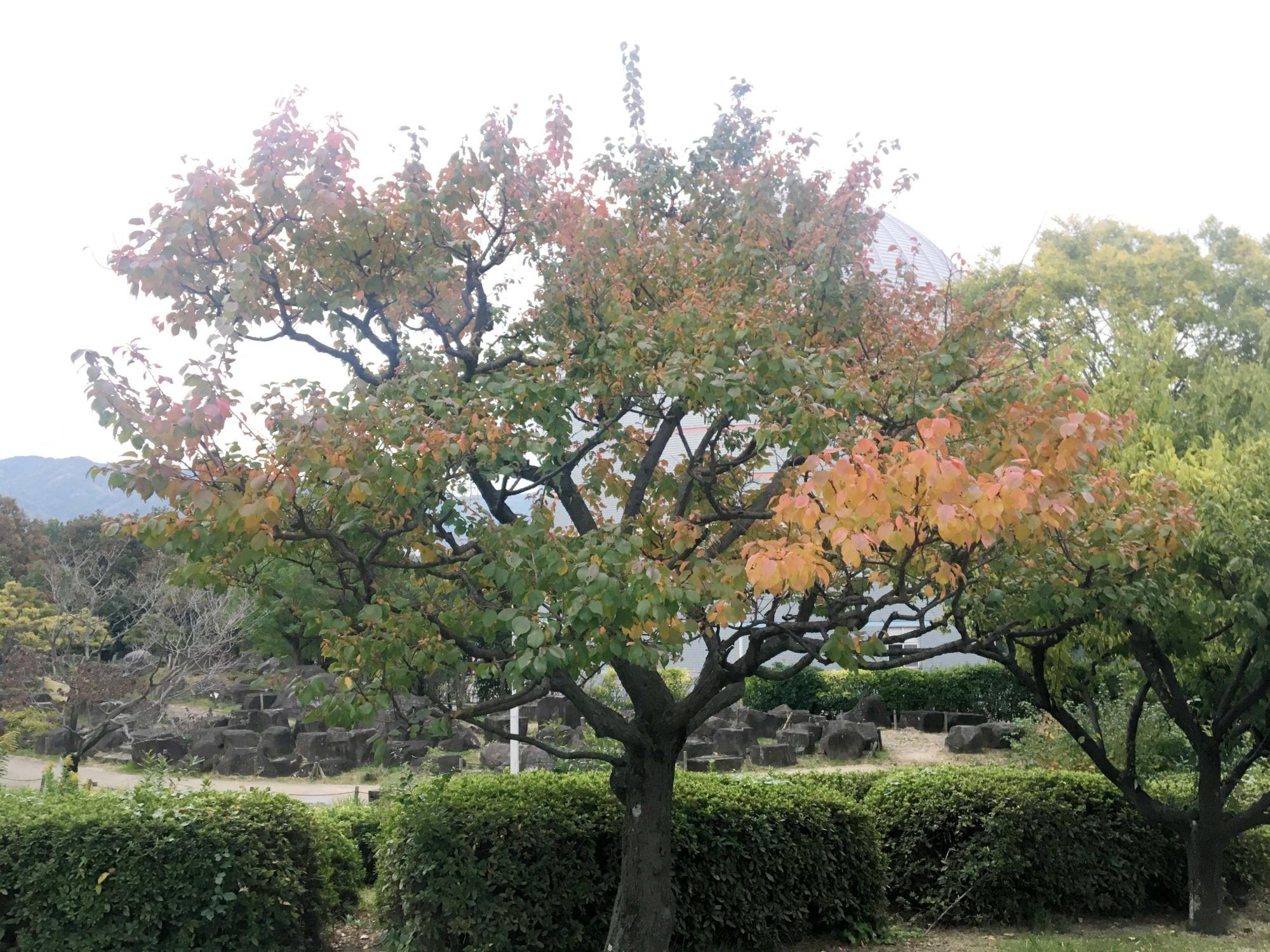 風望丘手前の花壇