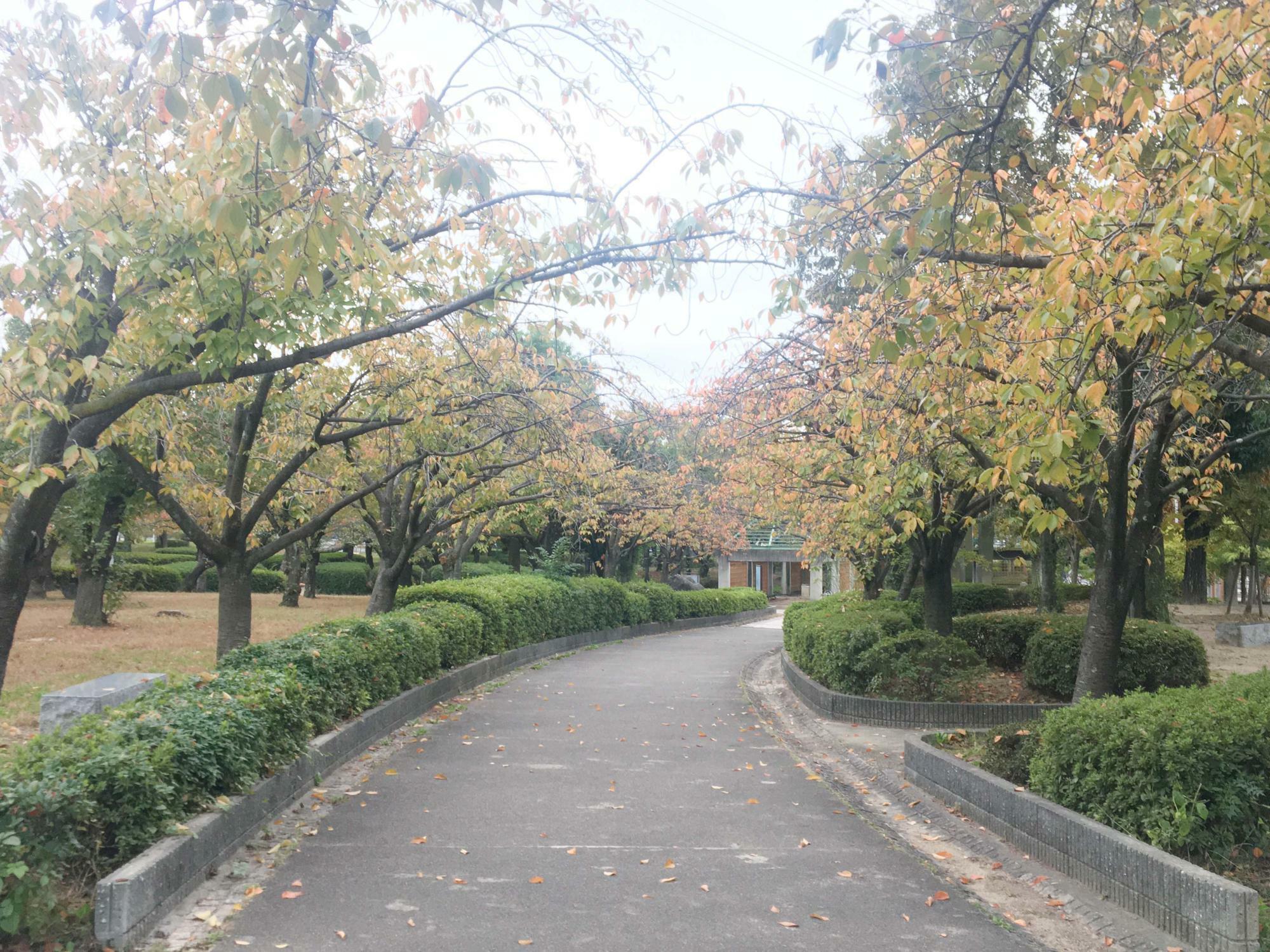 桜広場