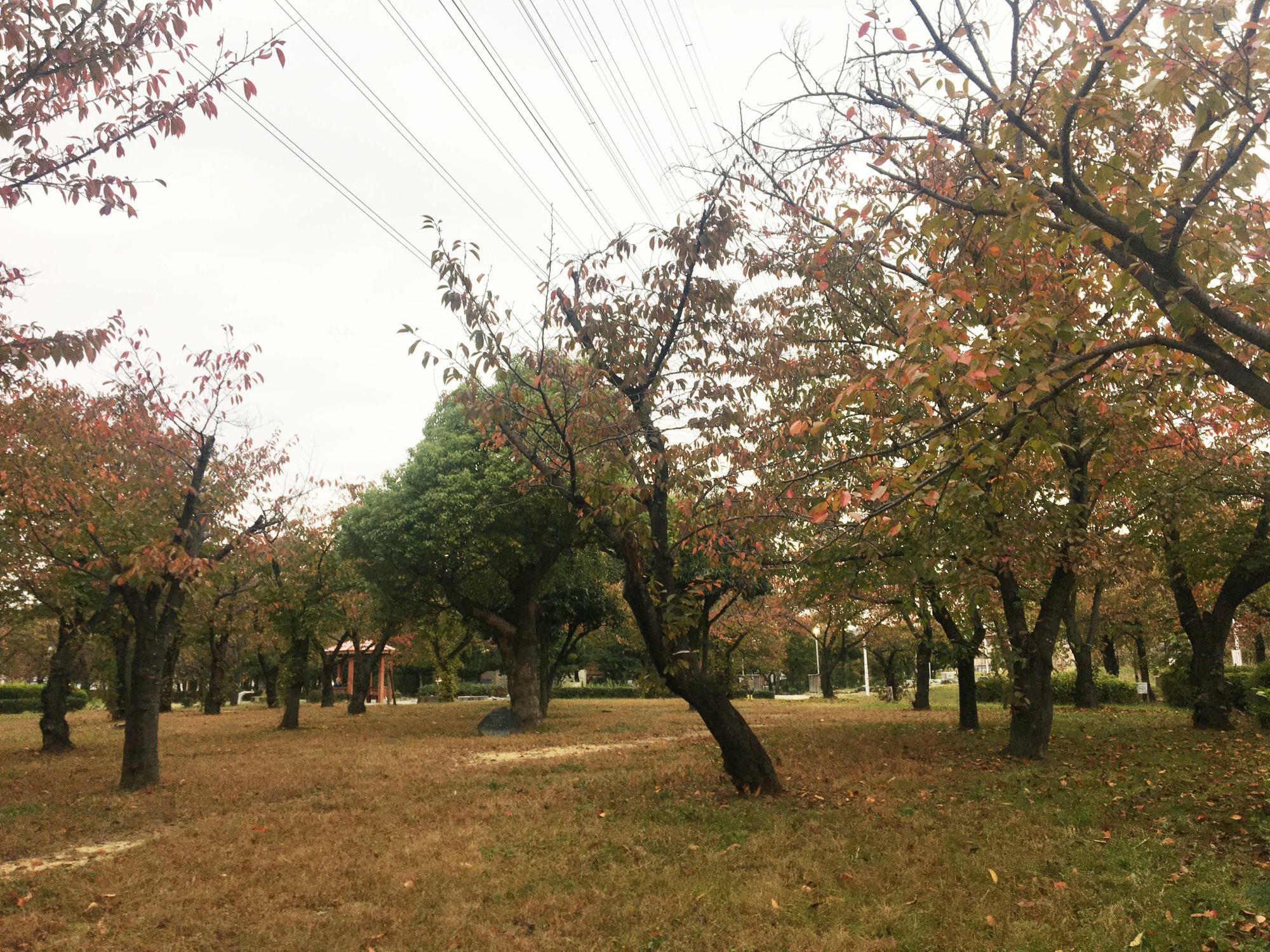 桜広場