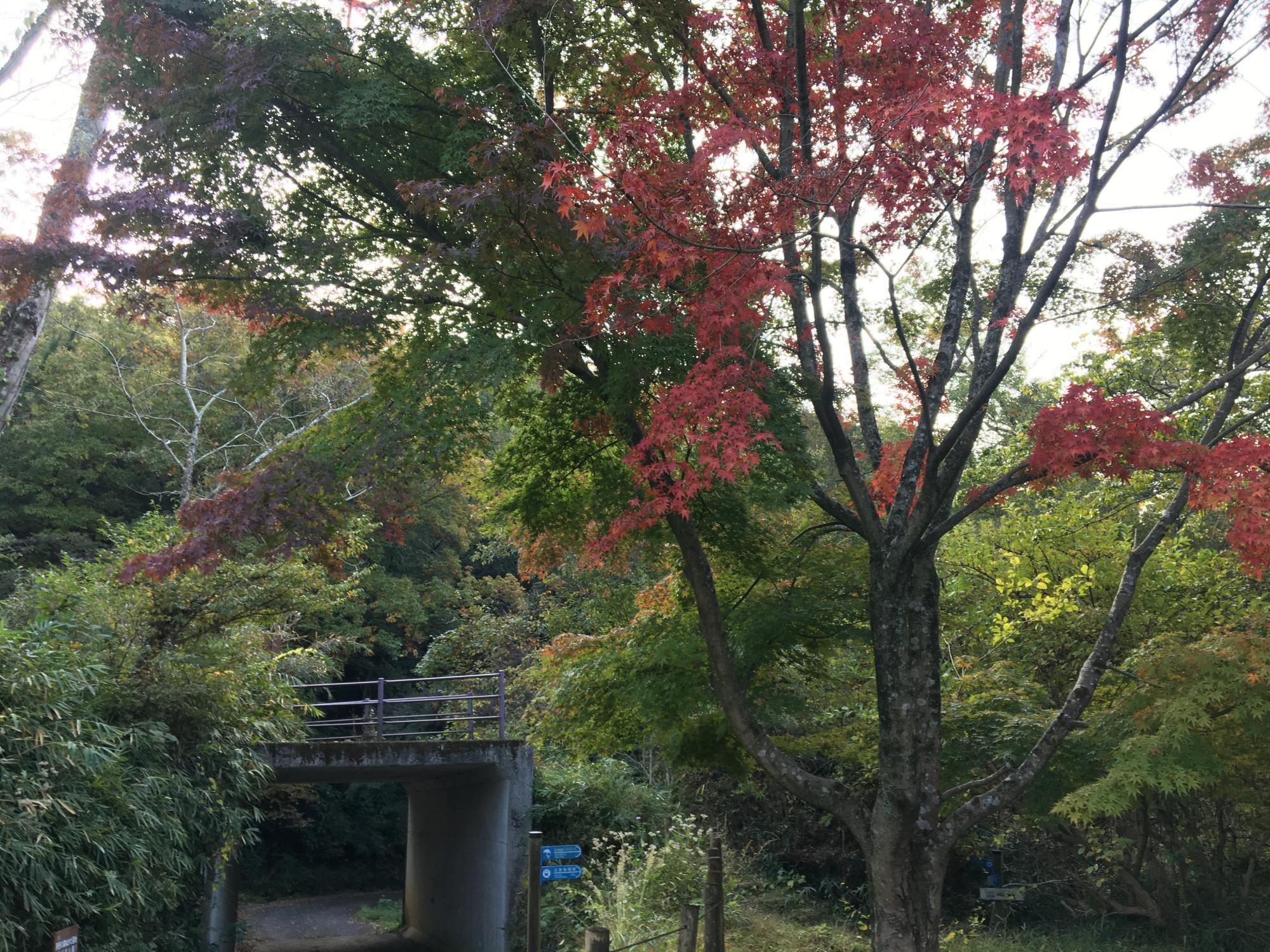 生駒縦走コース