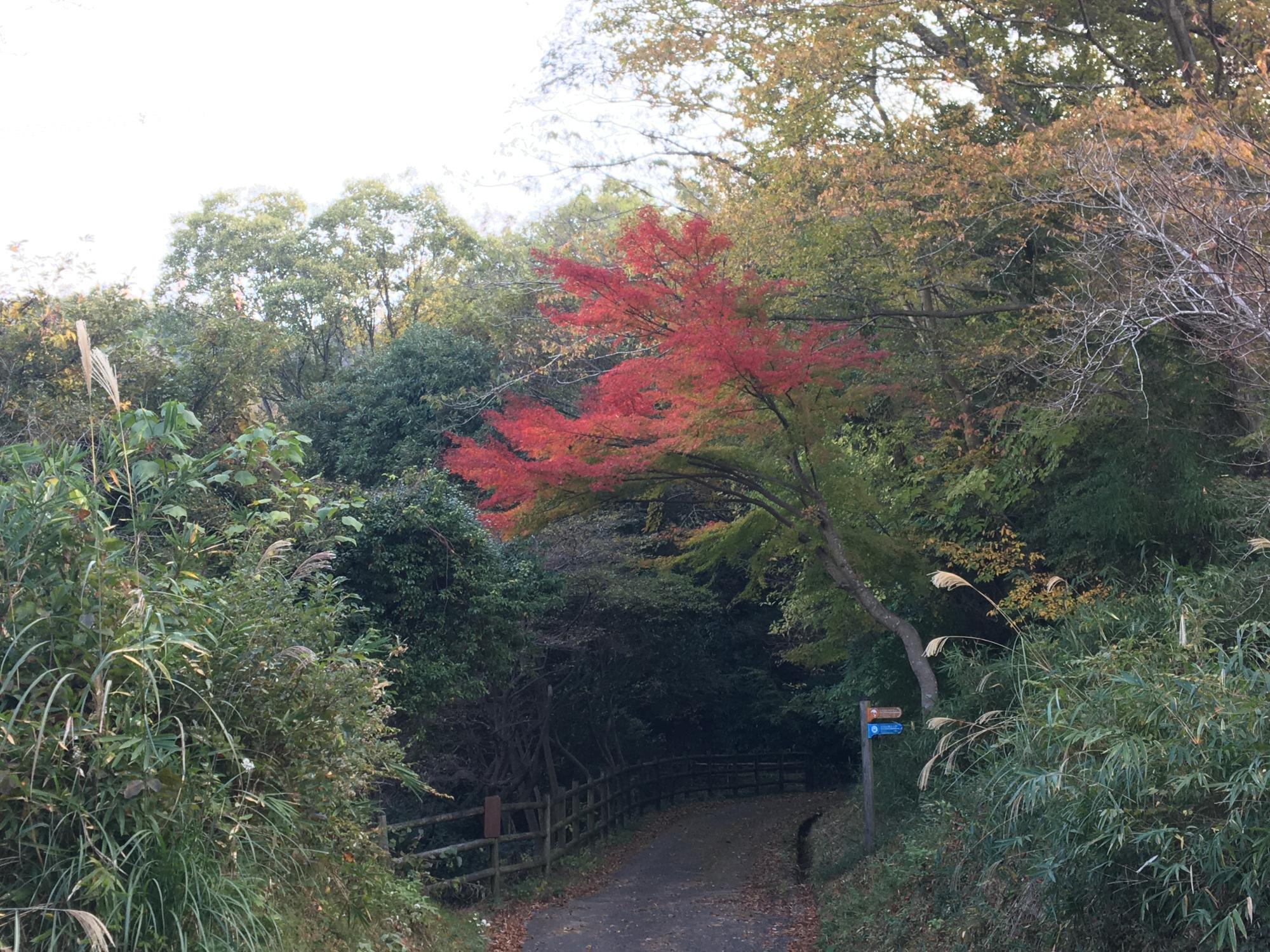 生駒縦走コース