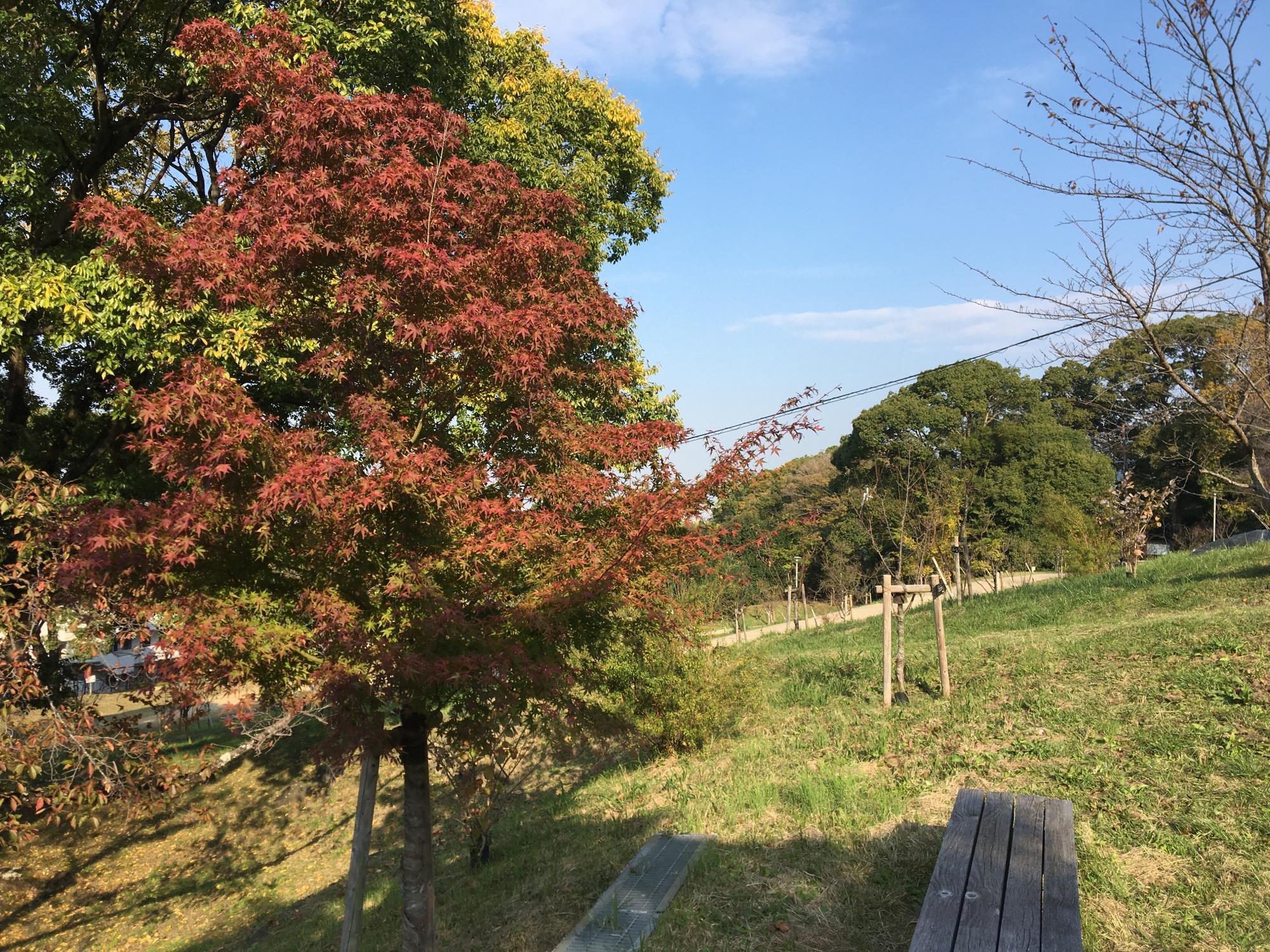 枚岡梅林の紅葉